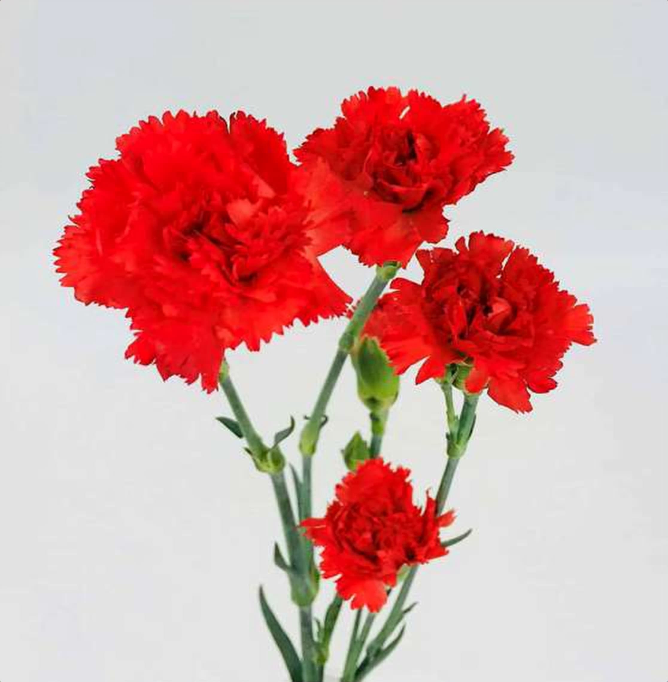 Red Spray Carnation, a red spray carnation grown in Kenya for wholesale export