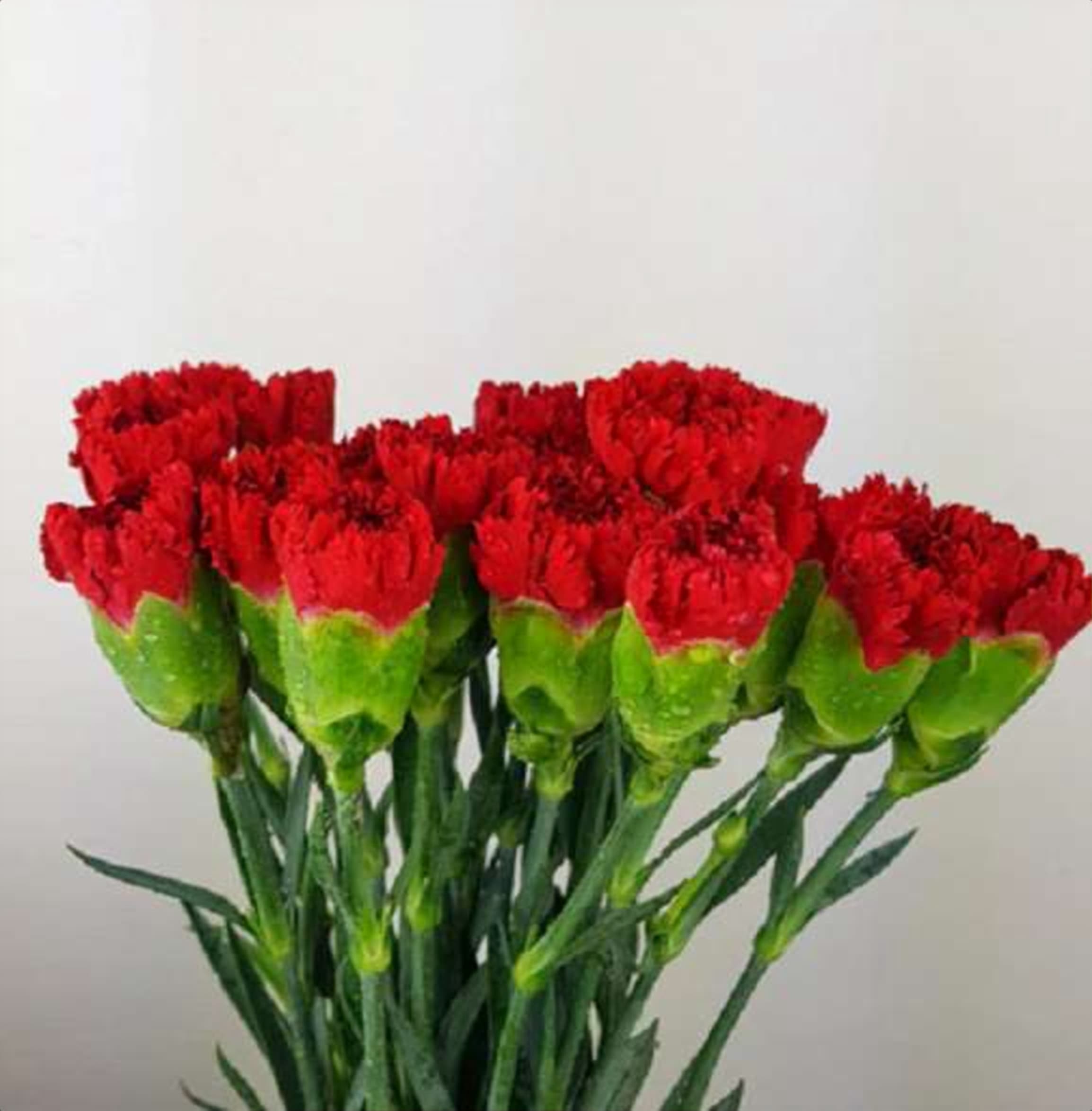 Red Std Carnation, a red standard carnation grown in Kenya for wholesale export