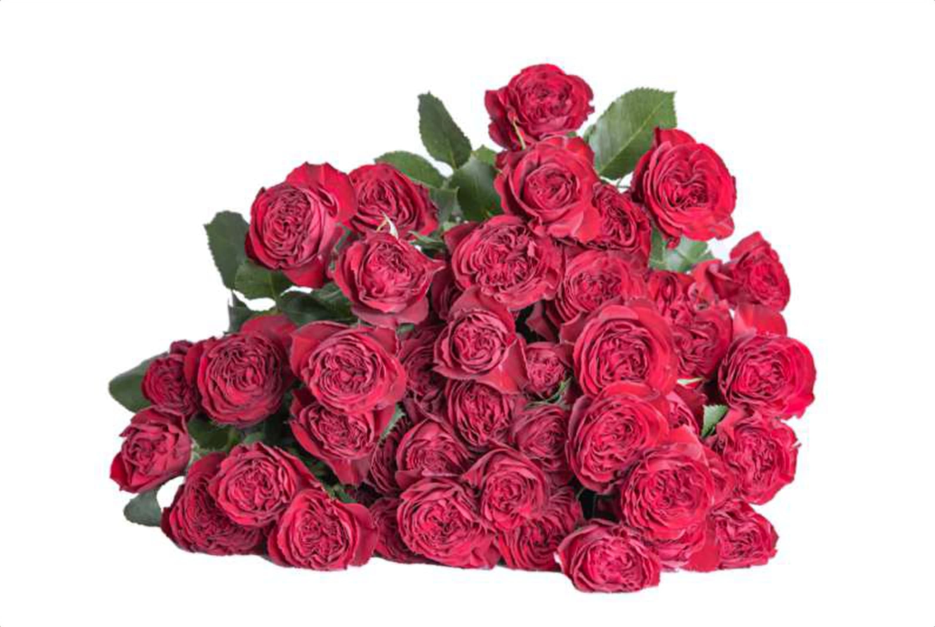 Red Trendsetter, a red spray rose grown in Kenya for wholesale export