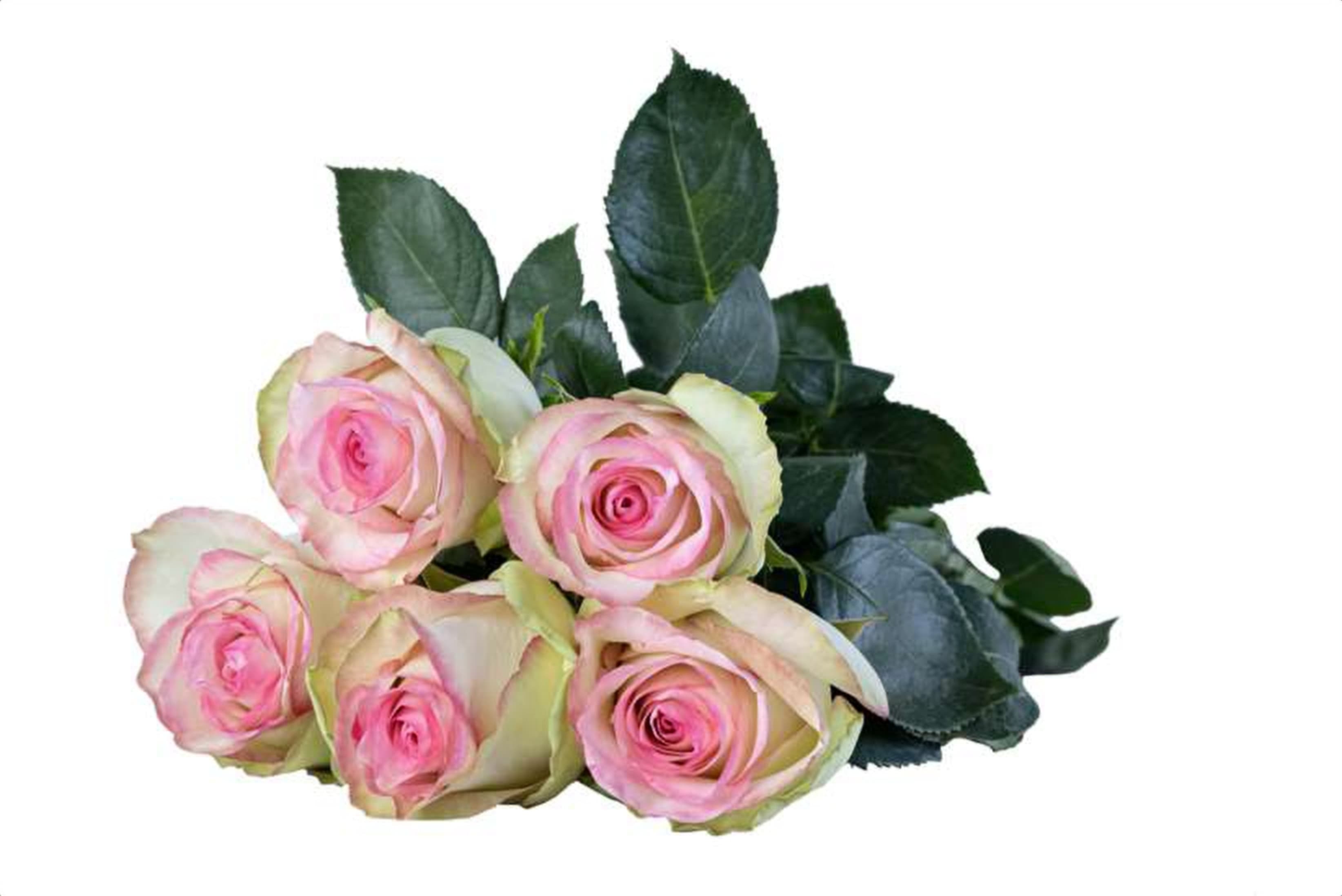 Release, a bi color pink single-head rose grown in Kenya for wholesale export
