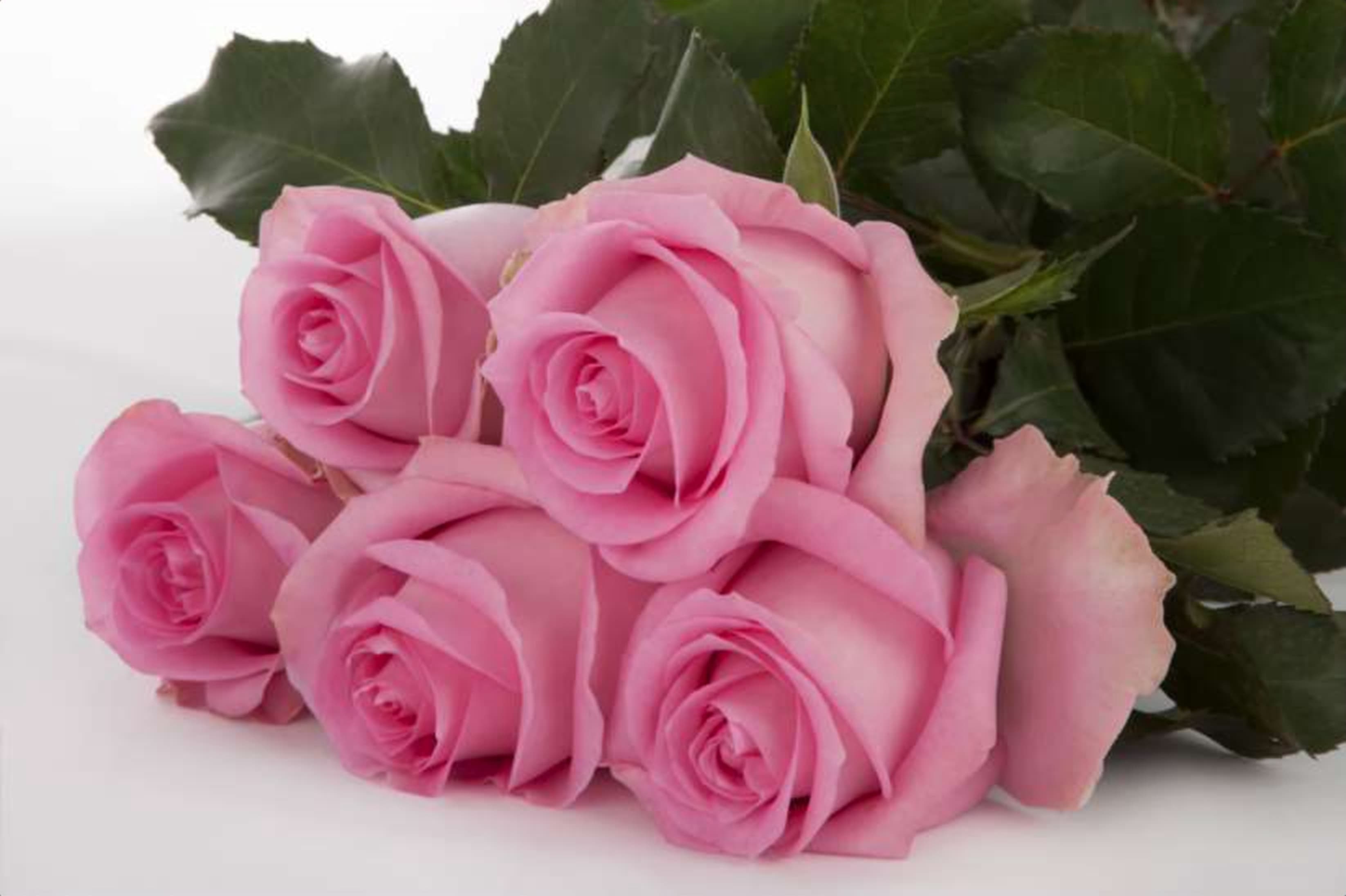 Revival, a pink single-head rose grown in Kenya for wholesale export