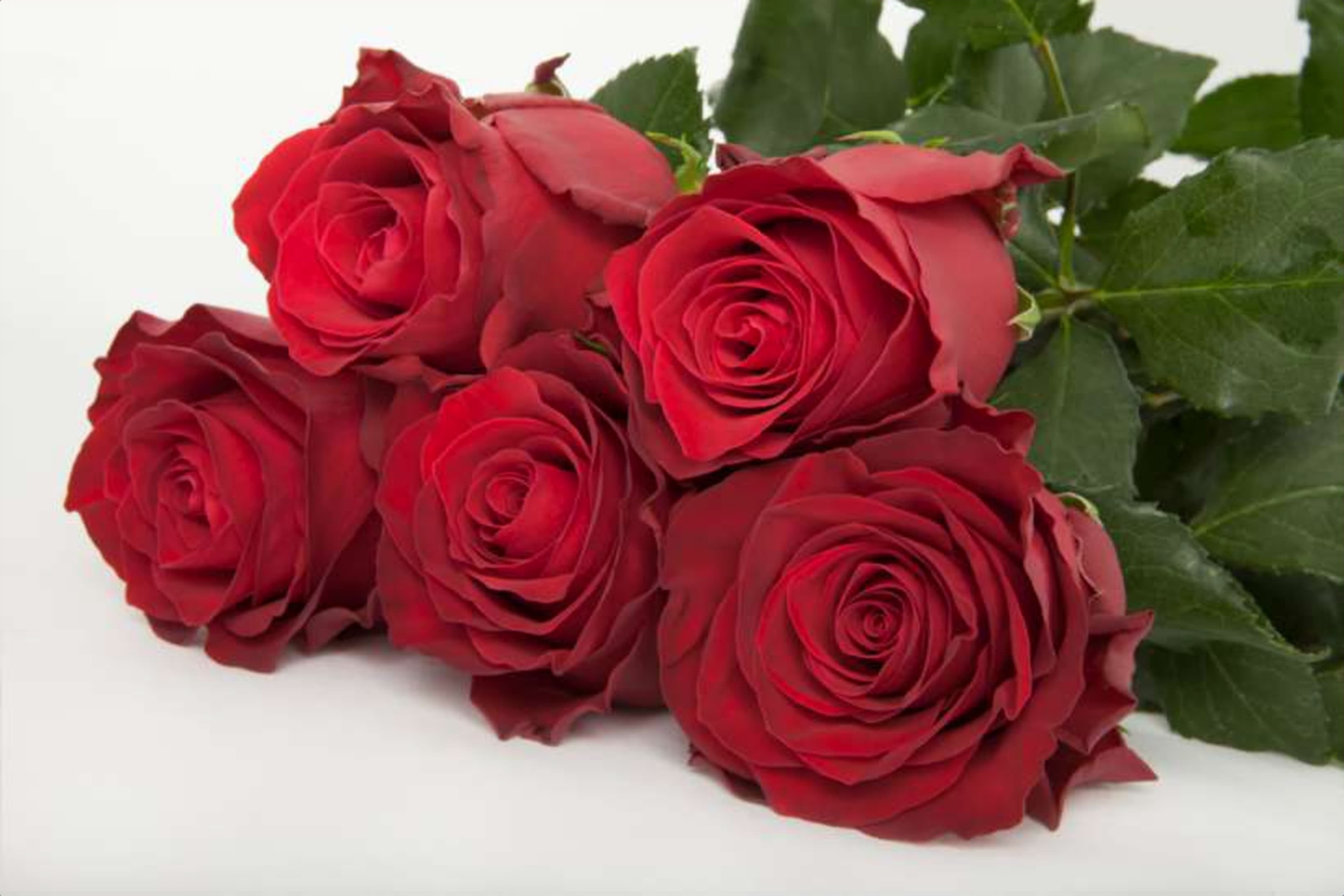 Rhodos, a red single-head rose grown in Kenya for wholesale export