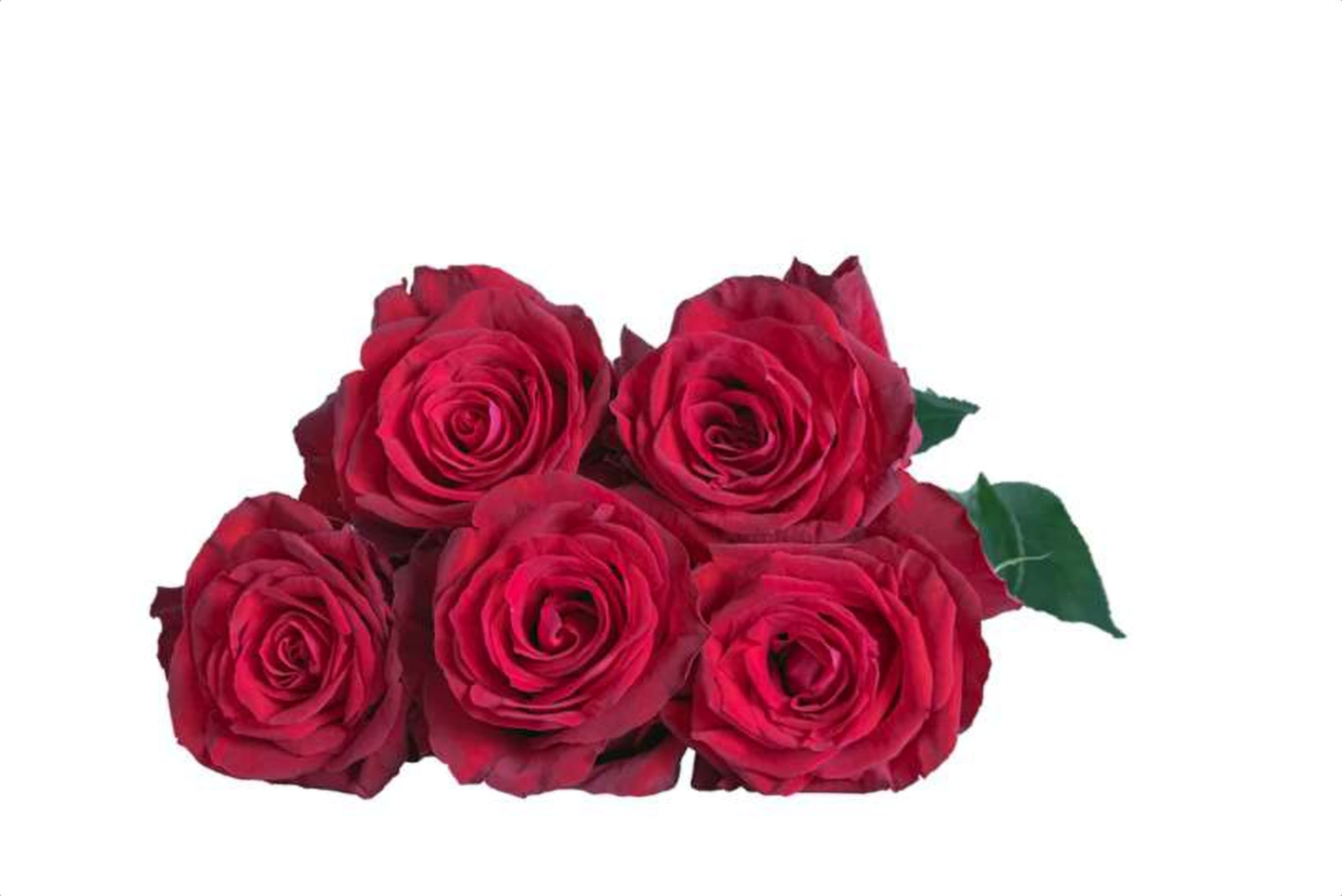 Robina, a red single-head rose grown in Kenya for wholesale export