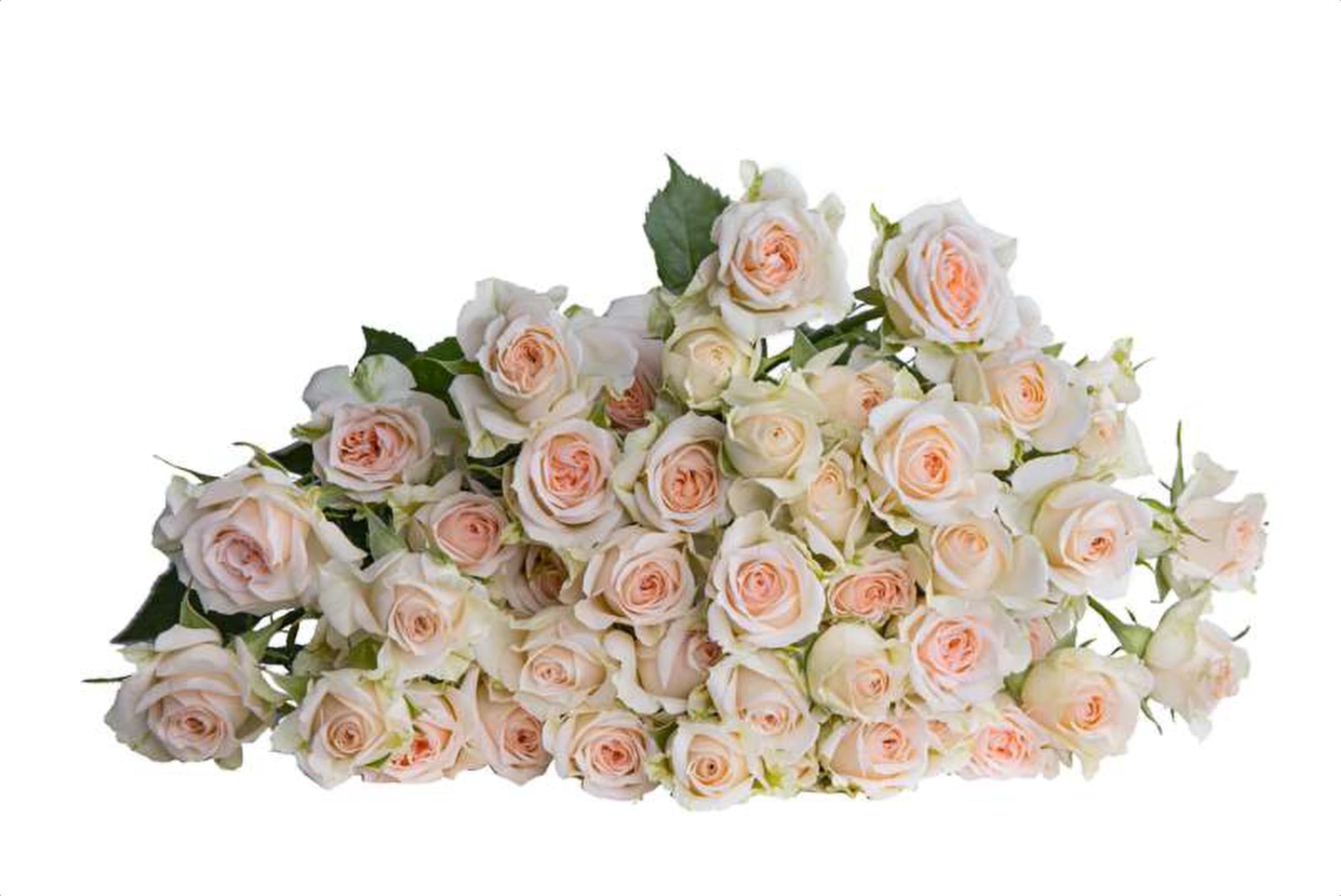 Rosanella, a baby pink spray rose grown in Kenya for wholesale export