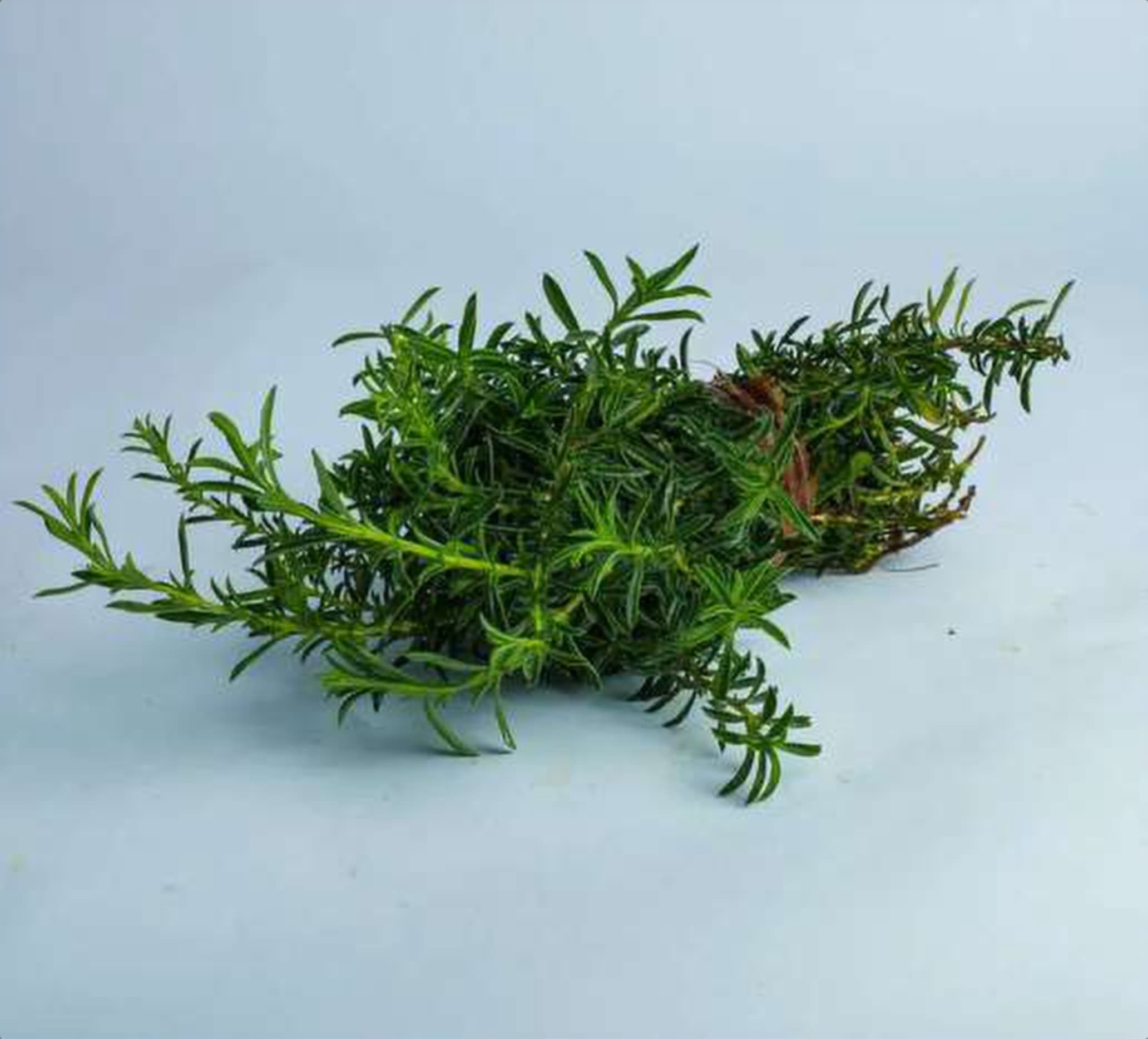 Rosemary Plant, a green foliage grown in Kenya for wholesale export
