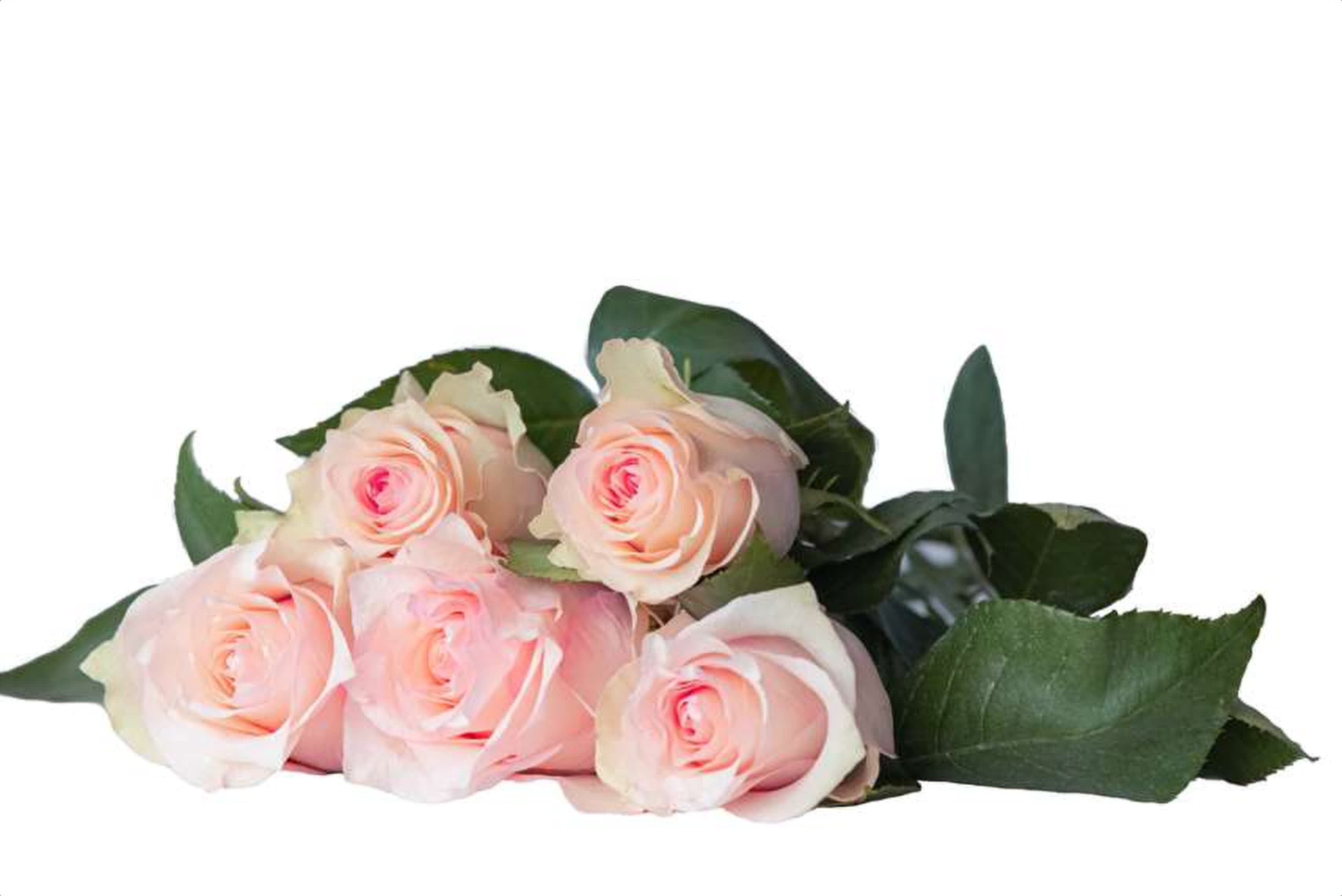 Rosemotion, a baby pink single-head rose grown in Kenya for wholesale export
