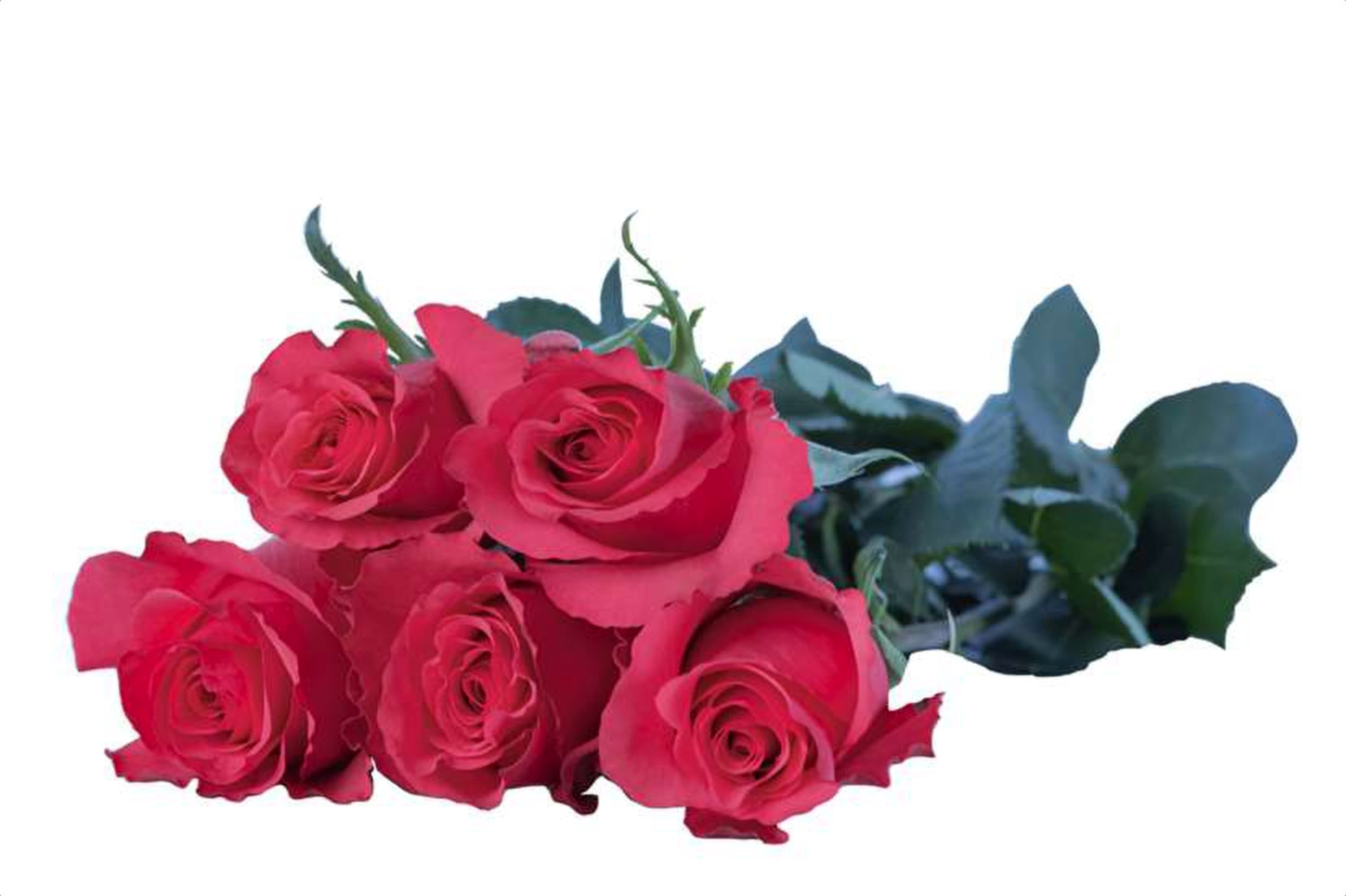Royal Mania, a cerise single-head rose grown in Kenya for wholesale export