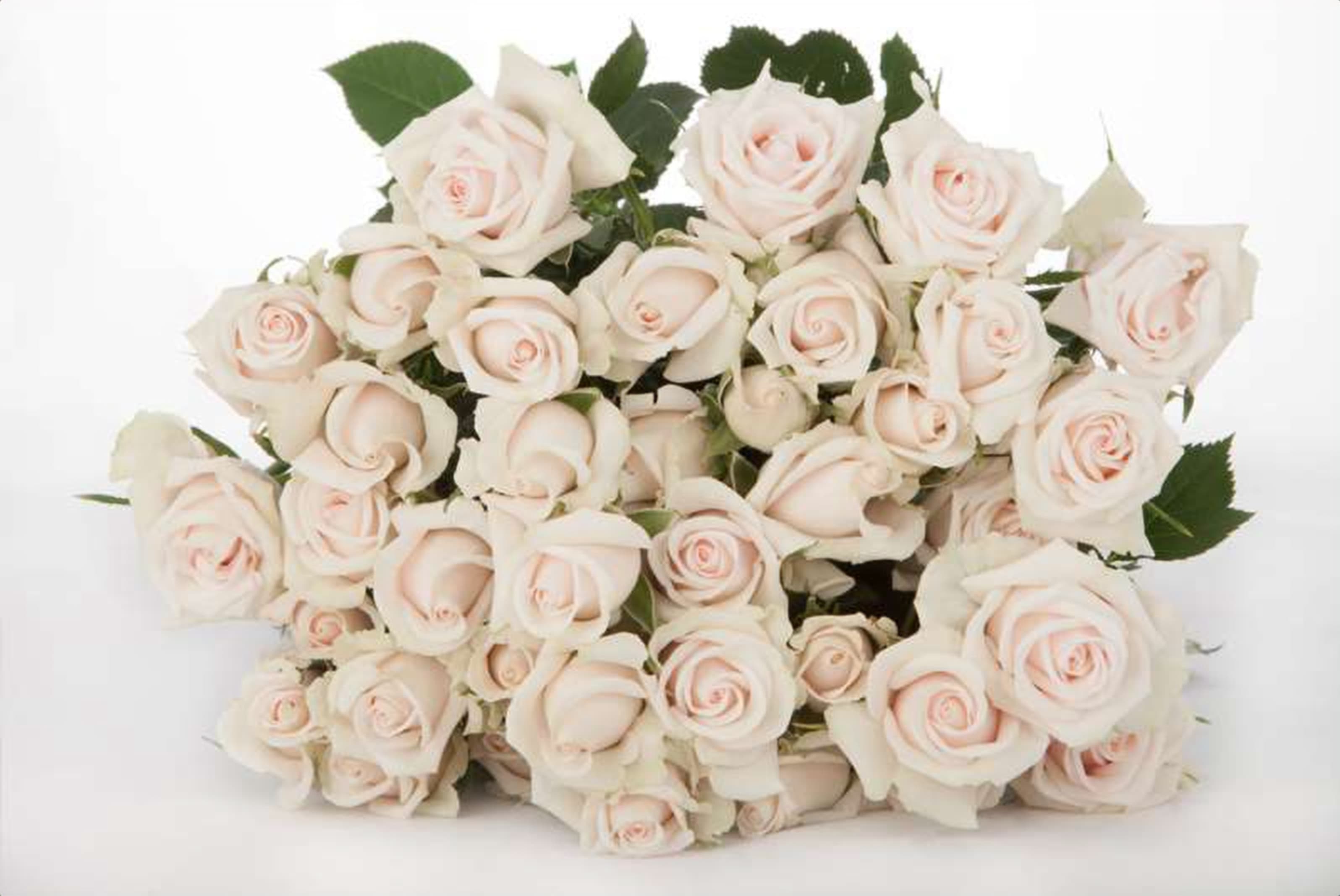 Royal Porcelina, a peach spray rose grown in Kenya for wholesale export