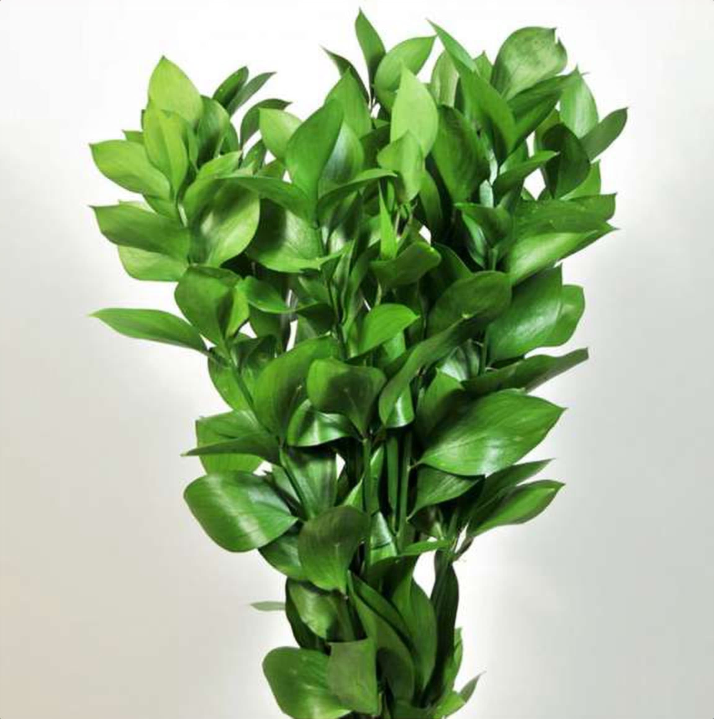 Ruscus Israeli, a green foliage grown in Kenya for wholesale export
