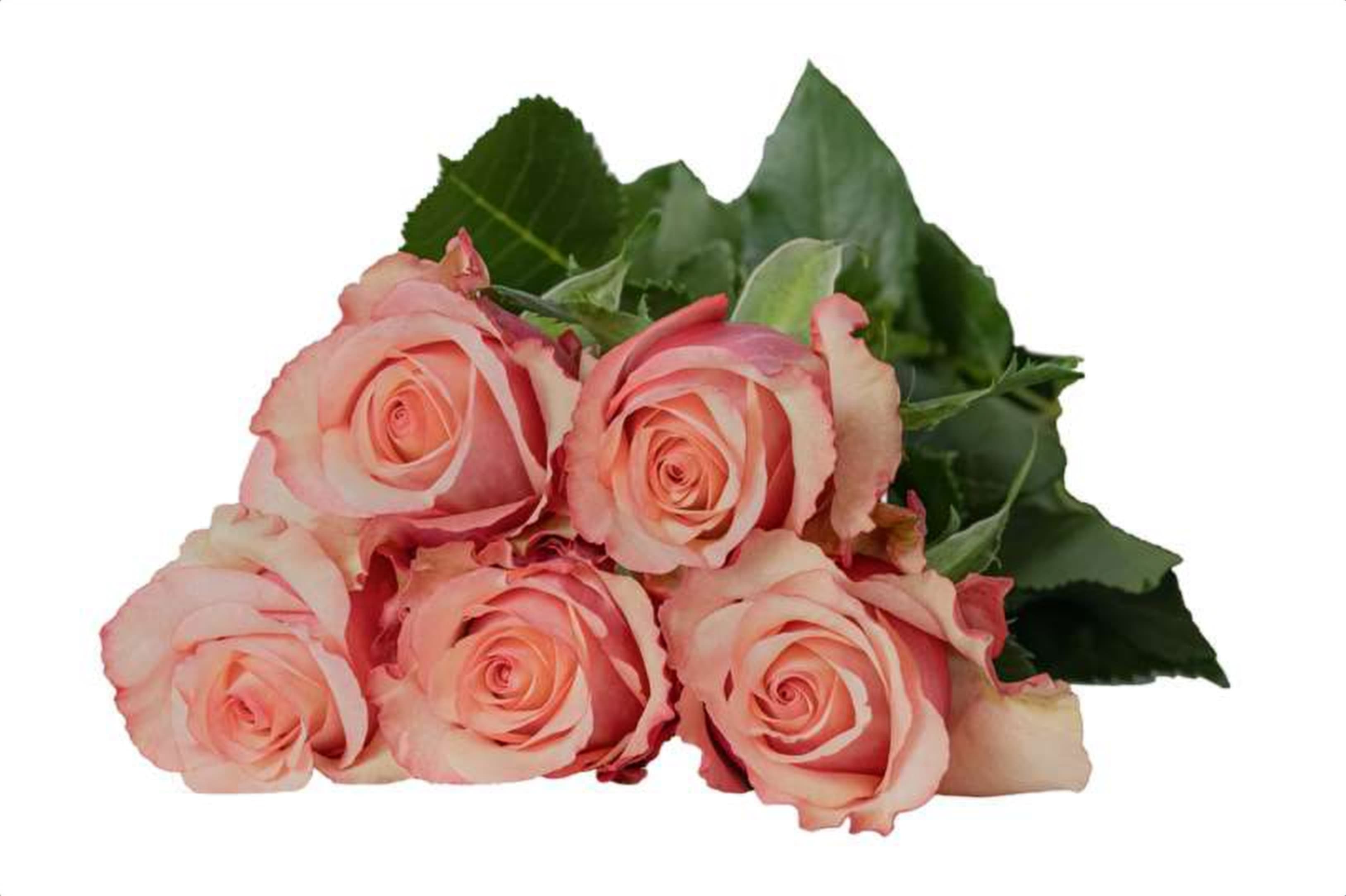 Rustic, a old pink single-head rose grown in Kenya for wholesale export