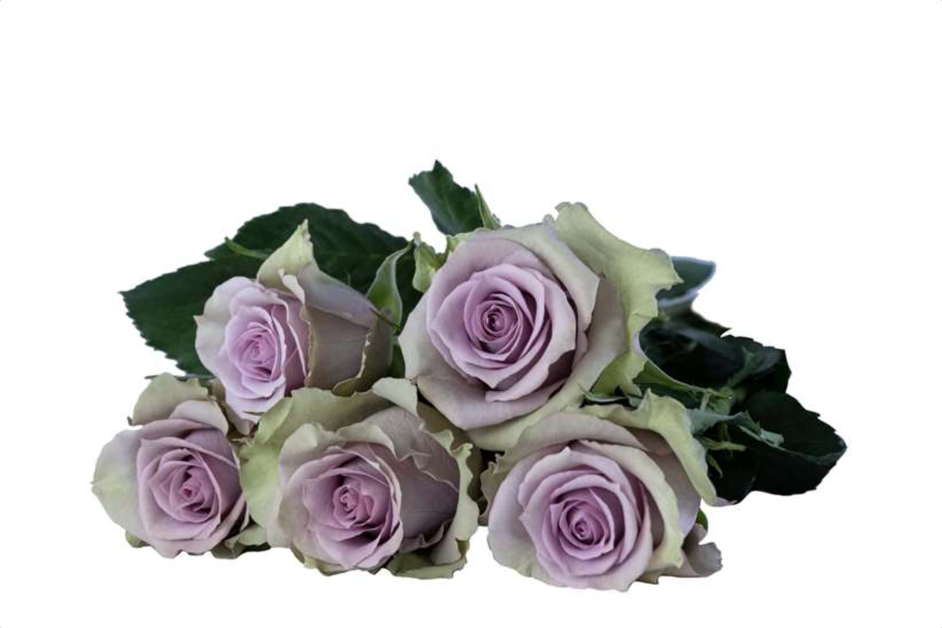 Samantha's Bridal, a lilac single-head rose grown in Kenya for wholesale export