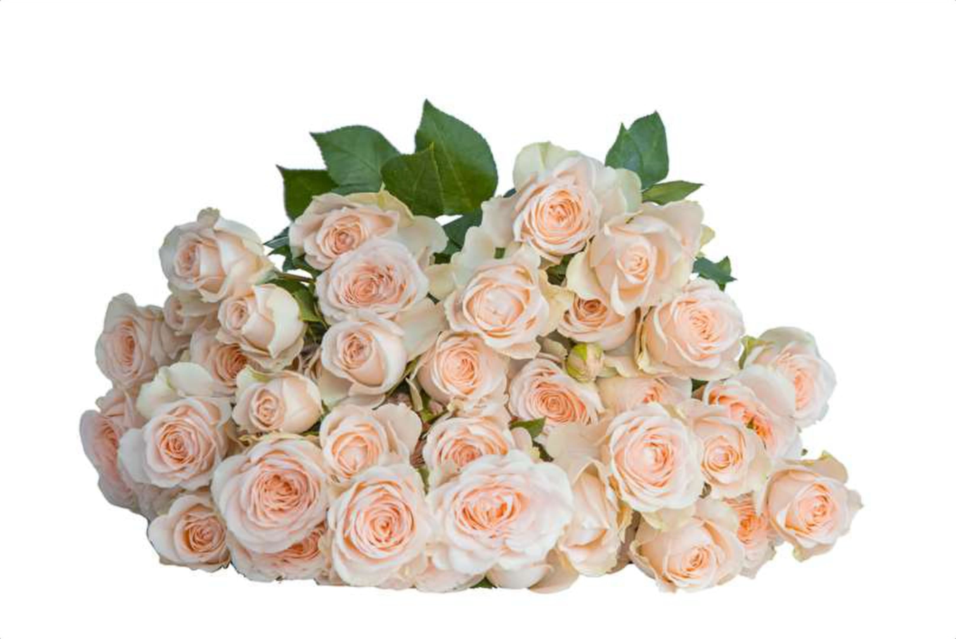 Sancerre, a peach spray rose grown in Kenya for wholesale export