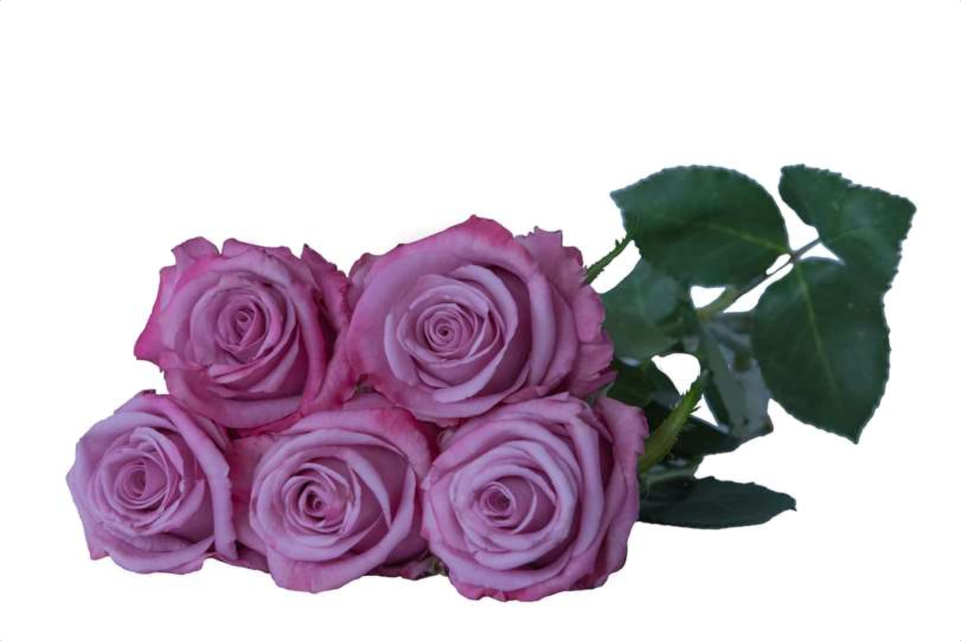 Selina, a lilac single-head rose grown in Kenya for wholesale export