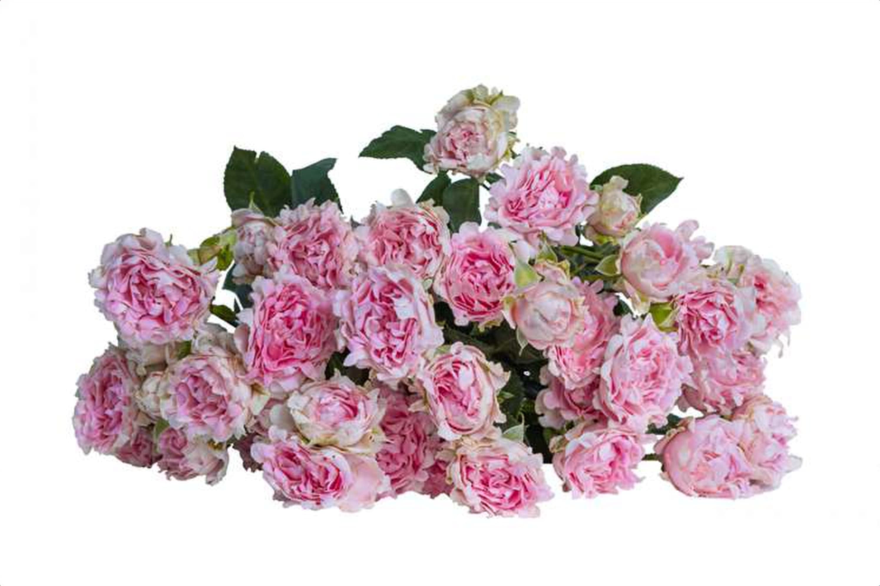 Shelby, a baby pink spray rose grown in Kenya for wholesale export