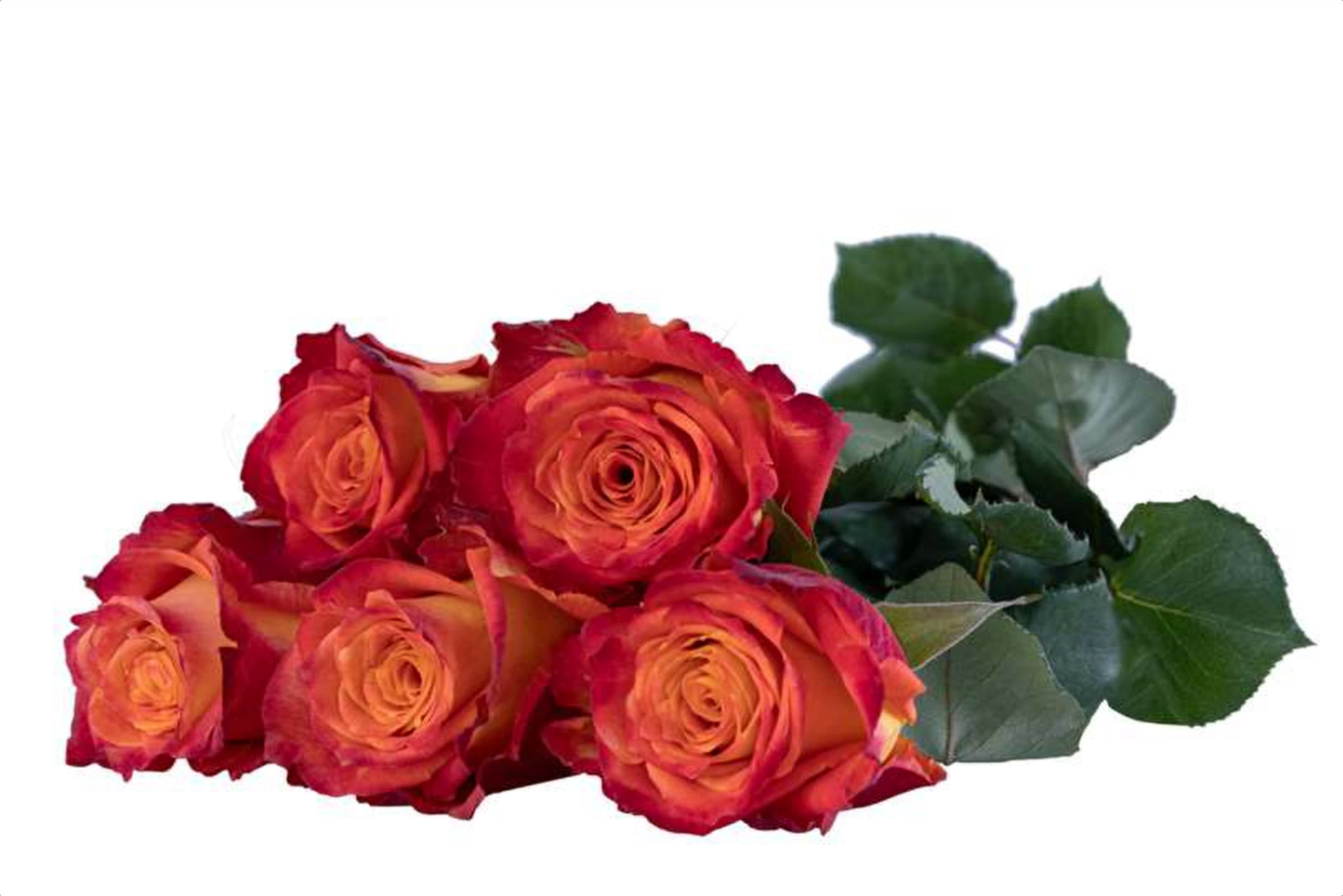 Silantoi, a bi color orange single-head rose grown in Kenya for wholesale export