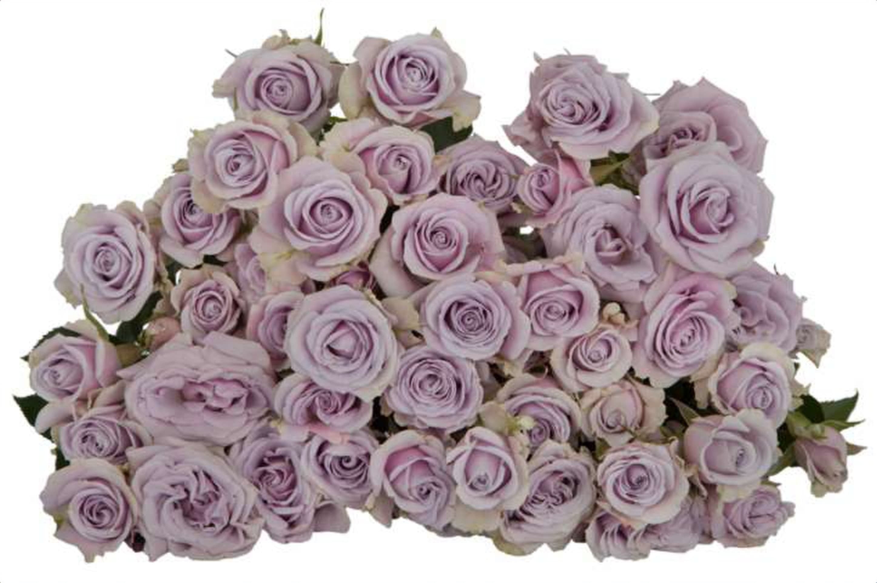 Silver Shadow, a lilac spray rose grown in Kenya for wholesale export