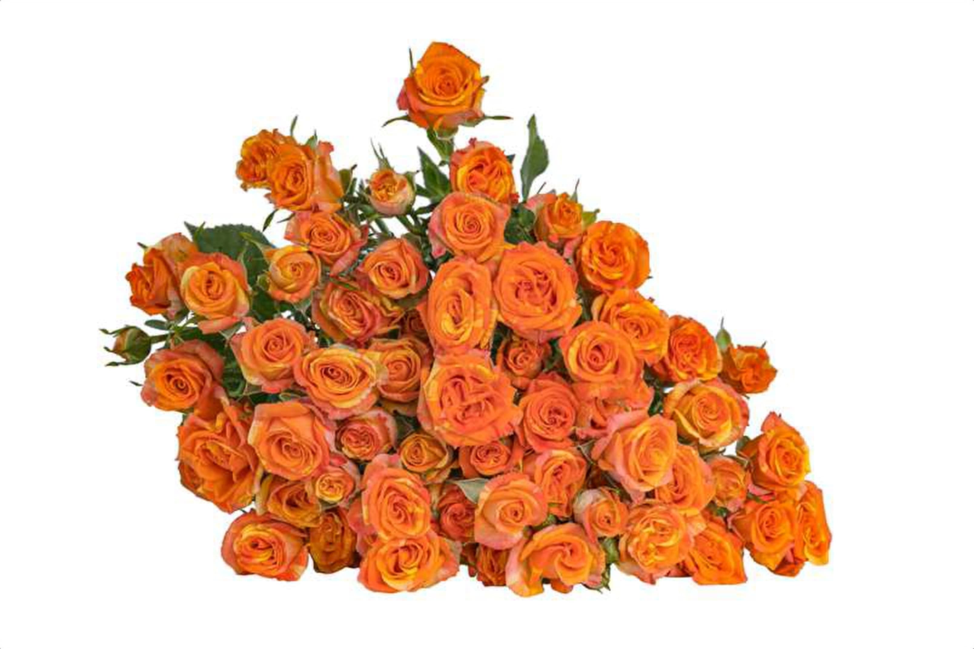 Smashing, a orange spray rose grown in Kenya for wholesale export