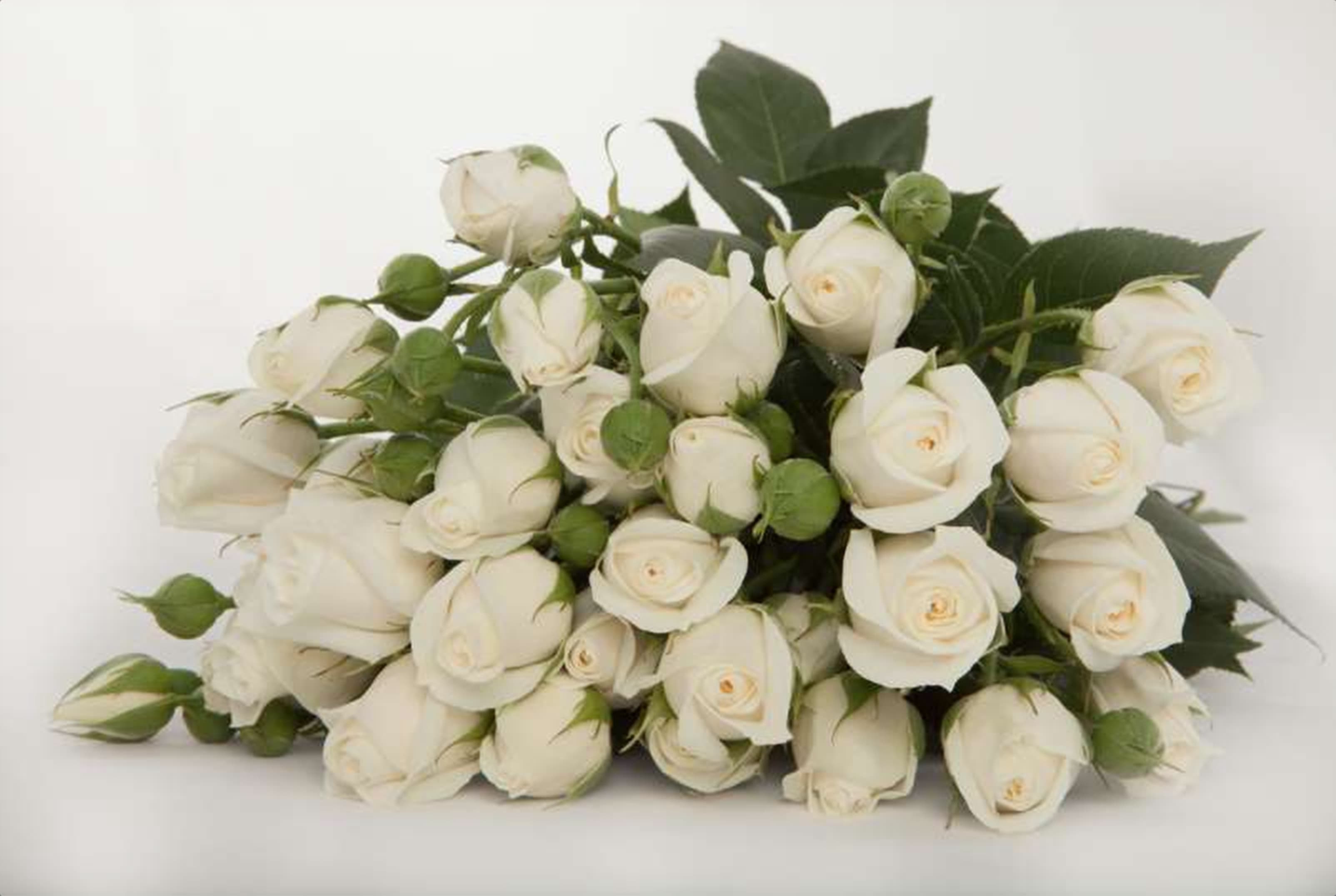 Snow Bubble, a white spray rose grown in Kenya for wholesale export