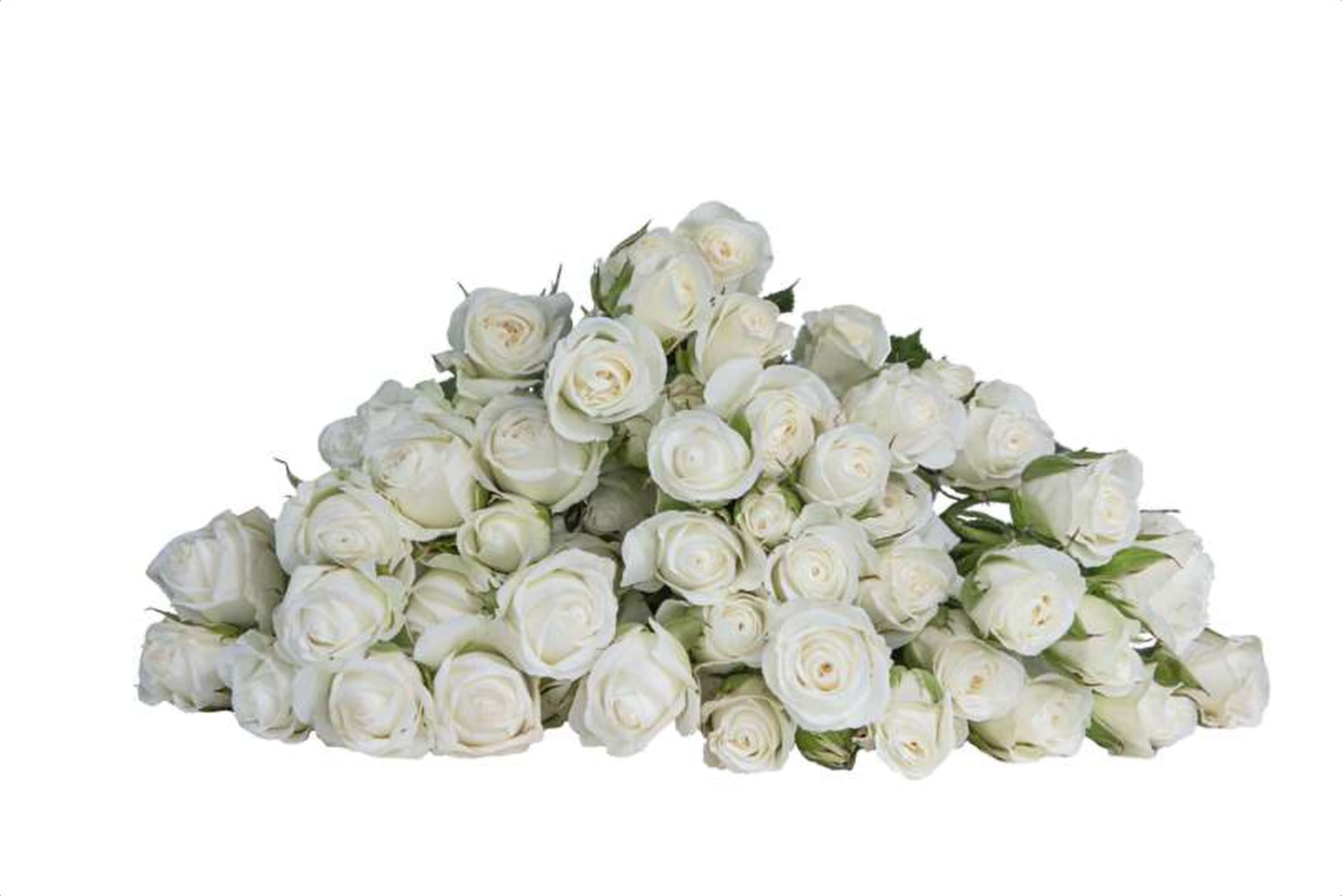 Snow Dance, a white spray rose grown in Kenya for wholesale export
