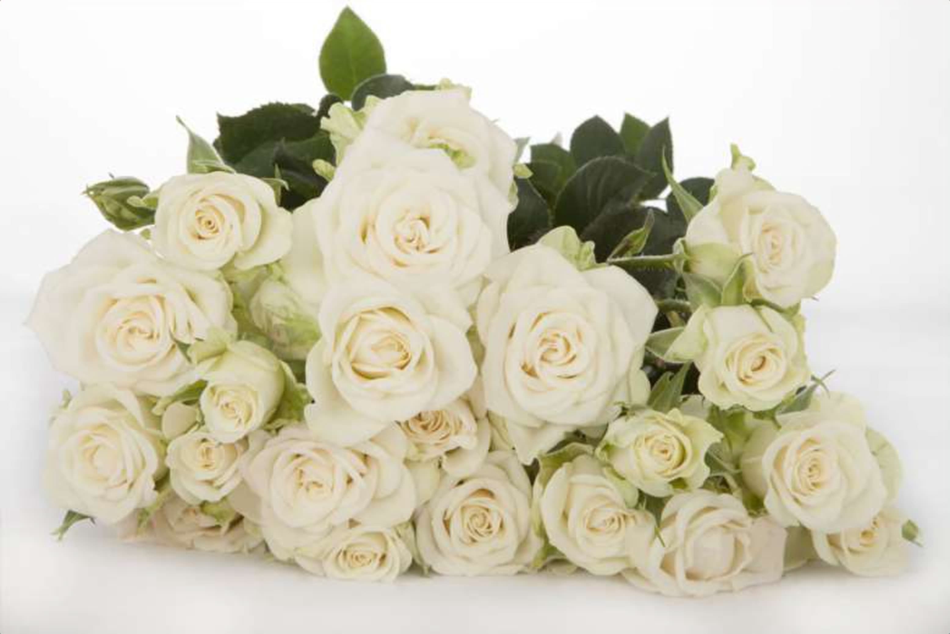 Snowflake, a white spray rose grown in Kenya for wholesale export