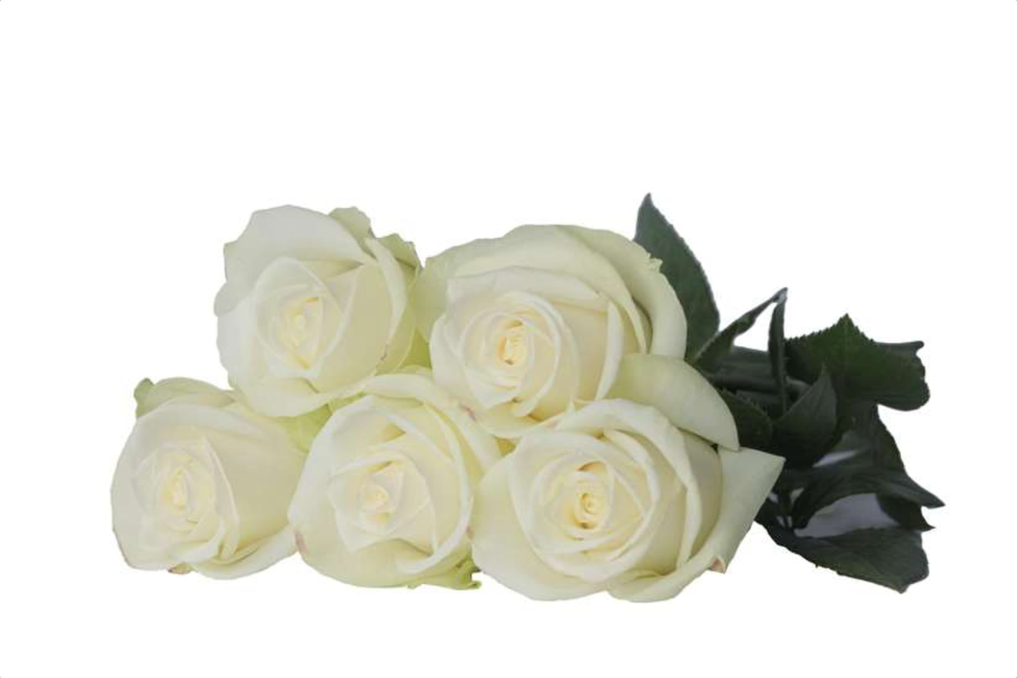 Snowstorm, a white single-head rose grown in Kenya for wholesale export