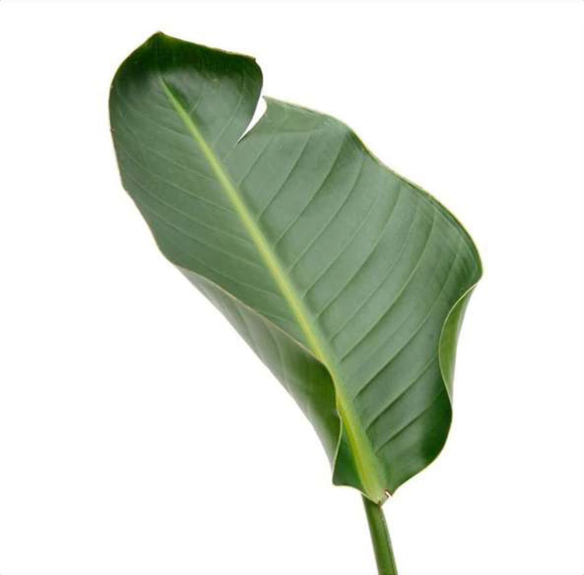 Strelitzia Leaf, a green foliage grown in Kenya for wholesale export