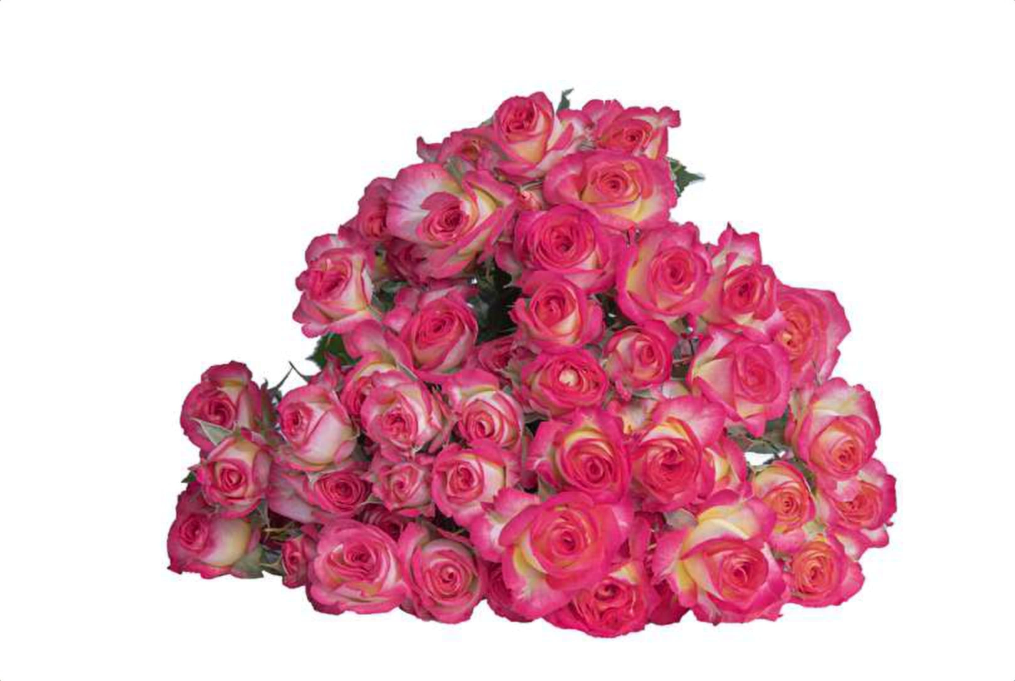 Summer Dance, a bi color pink spray rose grown in Kenya for wholesale export