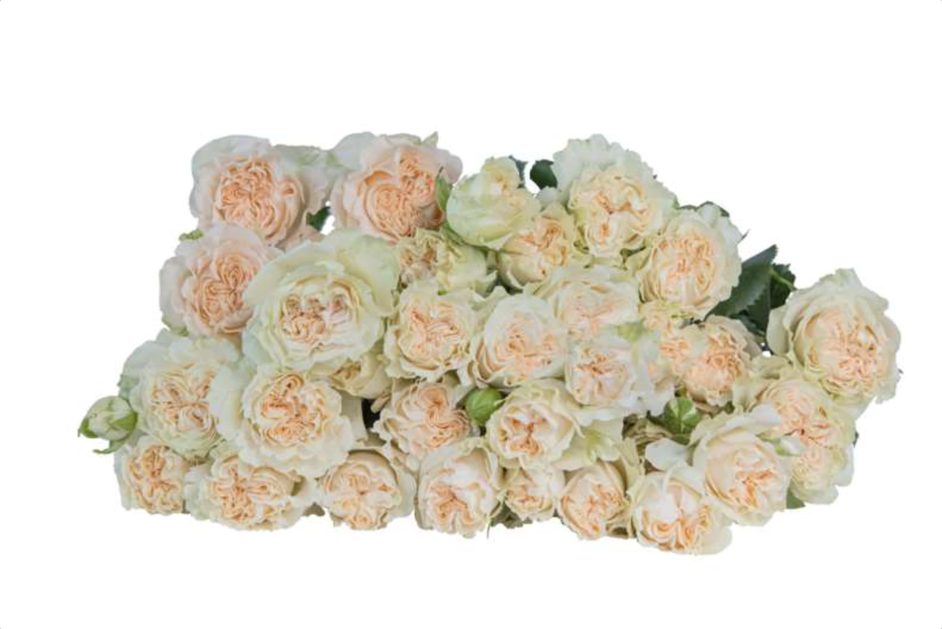 Summer Rose, a cream spray rose grown in Kenya for wholesale export