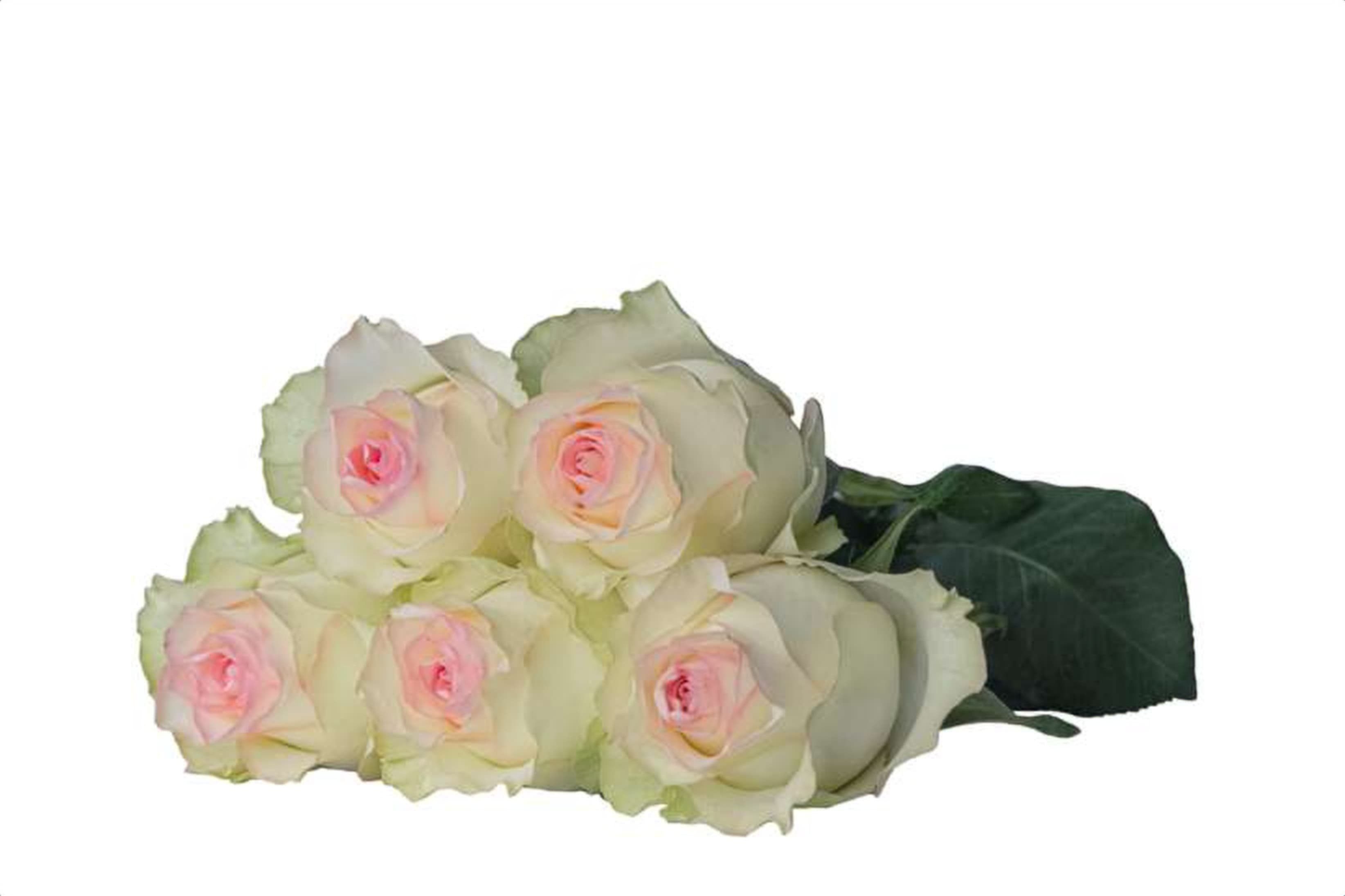 Sweet Jumilia, a bi color pink single-head rose grown in Kenya for wholesale export