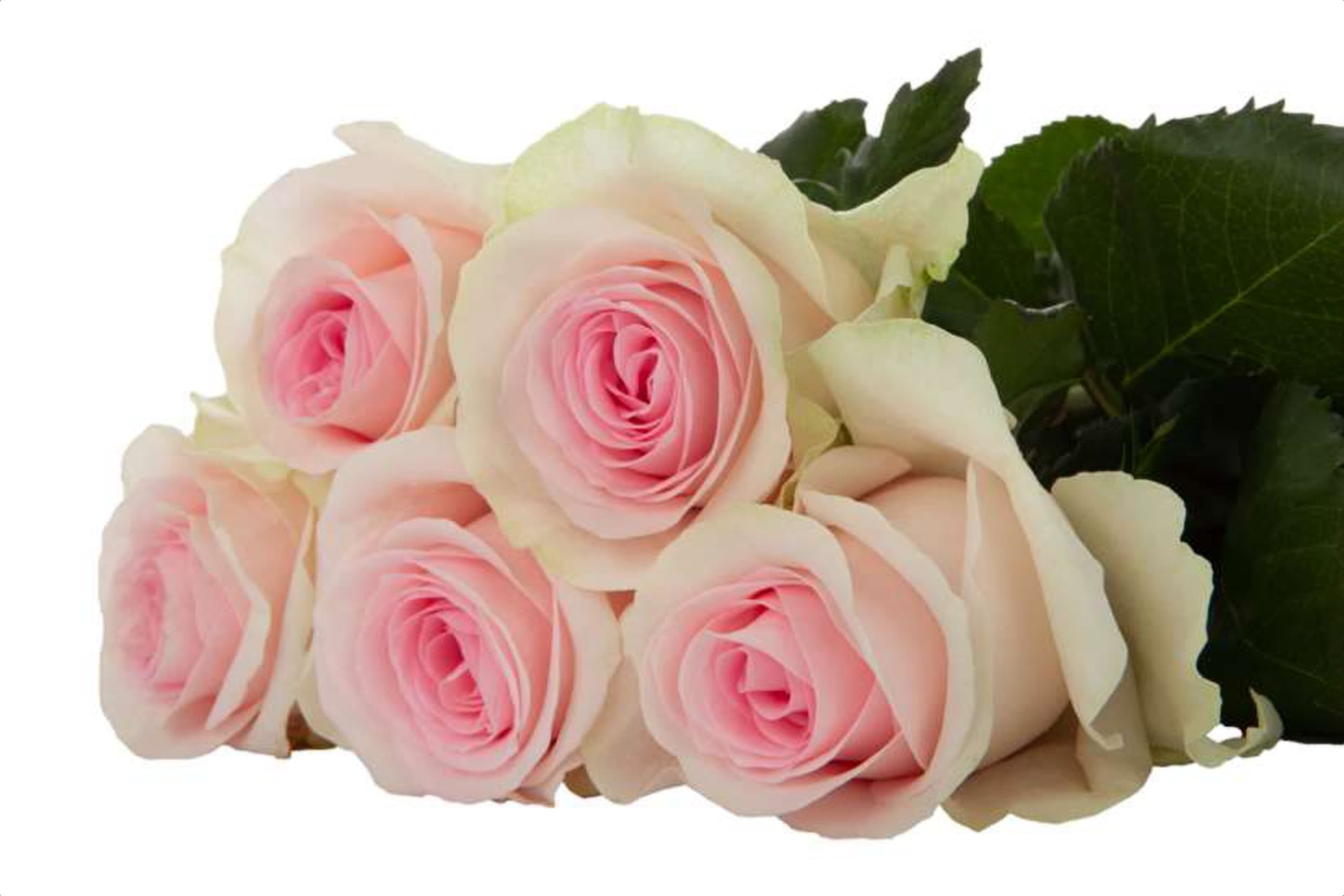 Sweet Revival, a baby pink single-head rose grown in Kenya for wholesale export