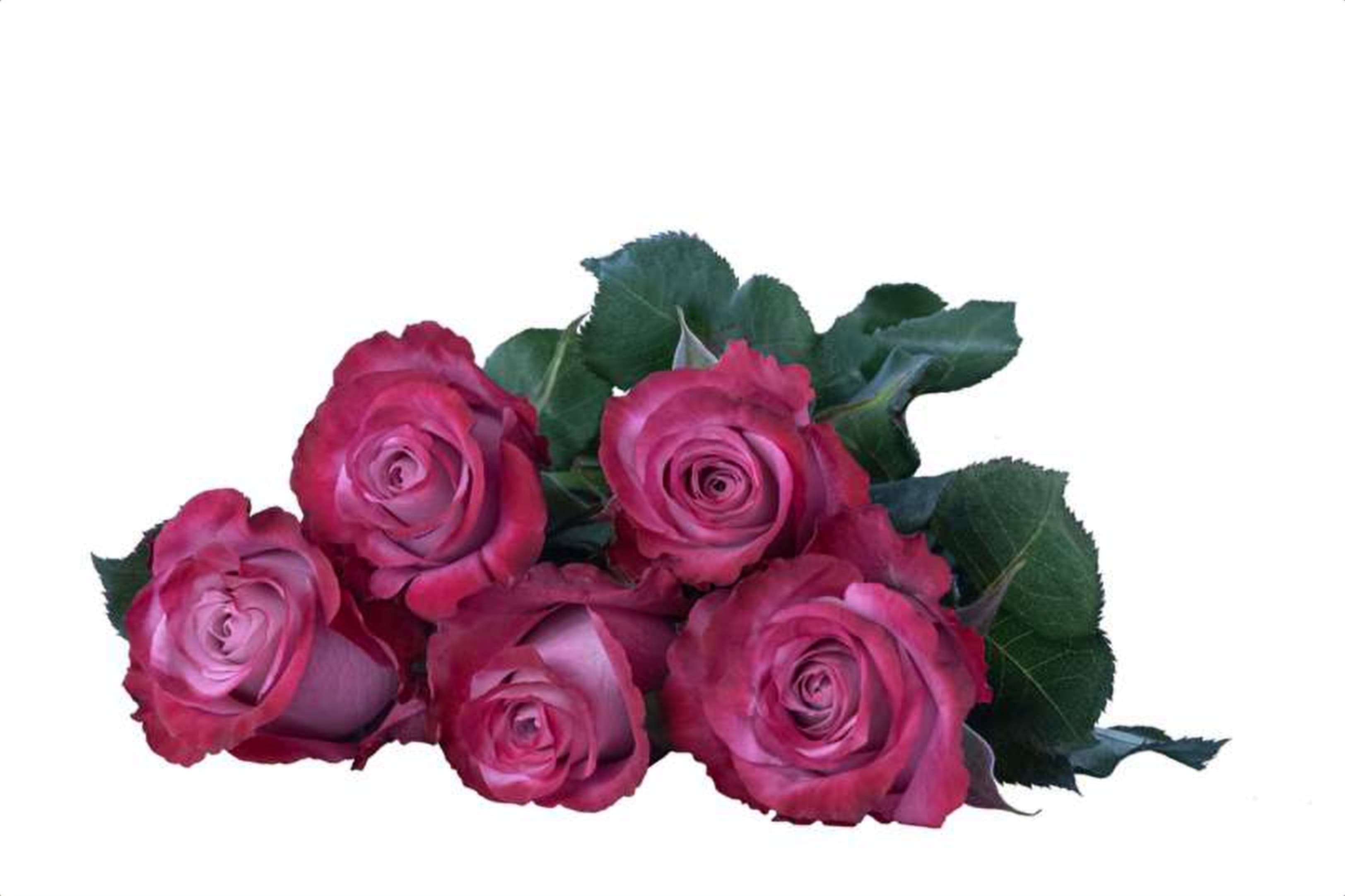 Tagaryen, a pink single-head rose grown in Kenya for wholesale export