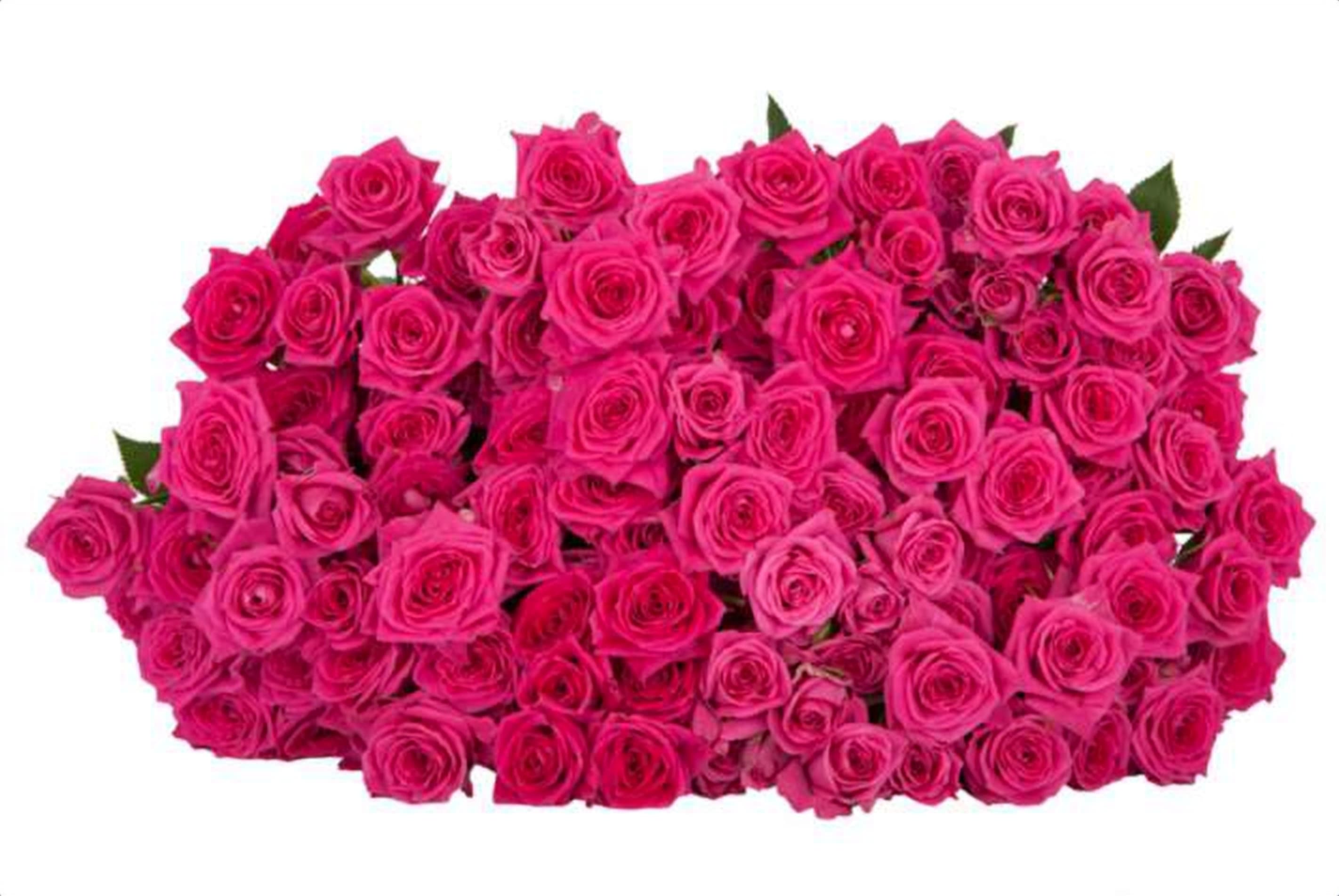 Tessa, a cerise spray rose grown in Kenya for wholesale export
