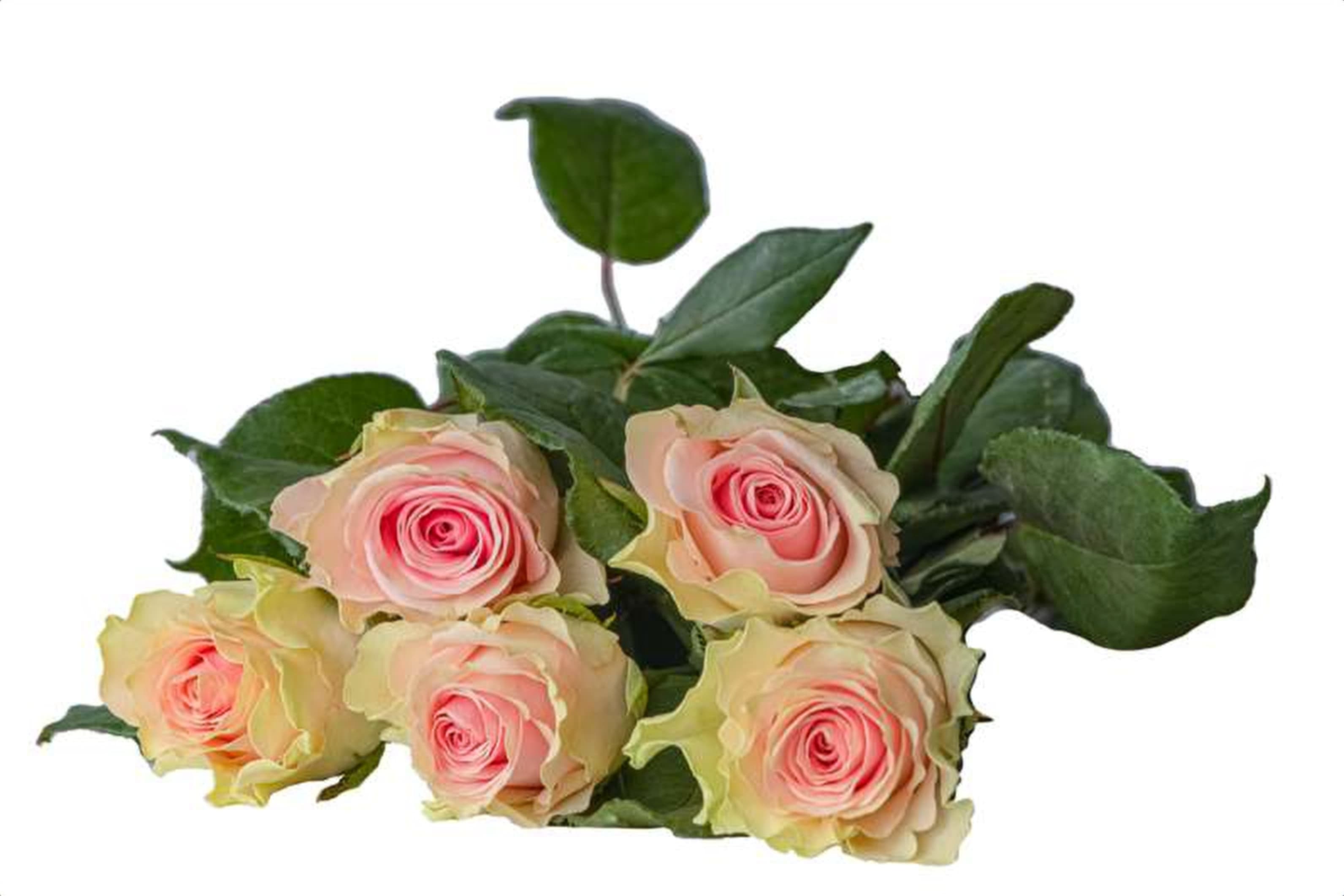Top Gear, a baby pink single-head rose grown in Kenya for wholesale export