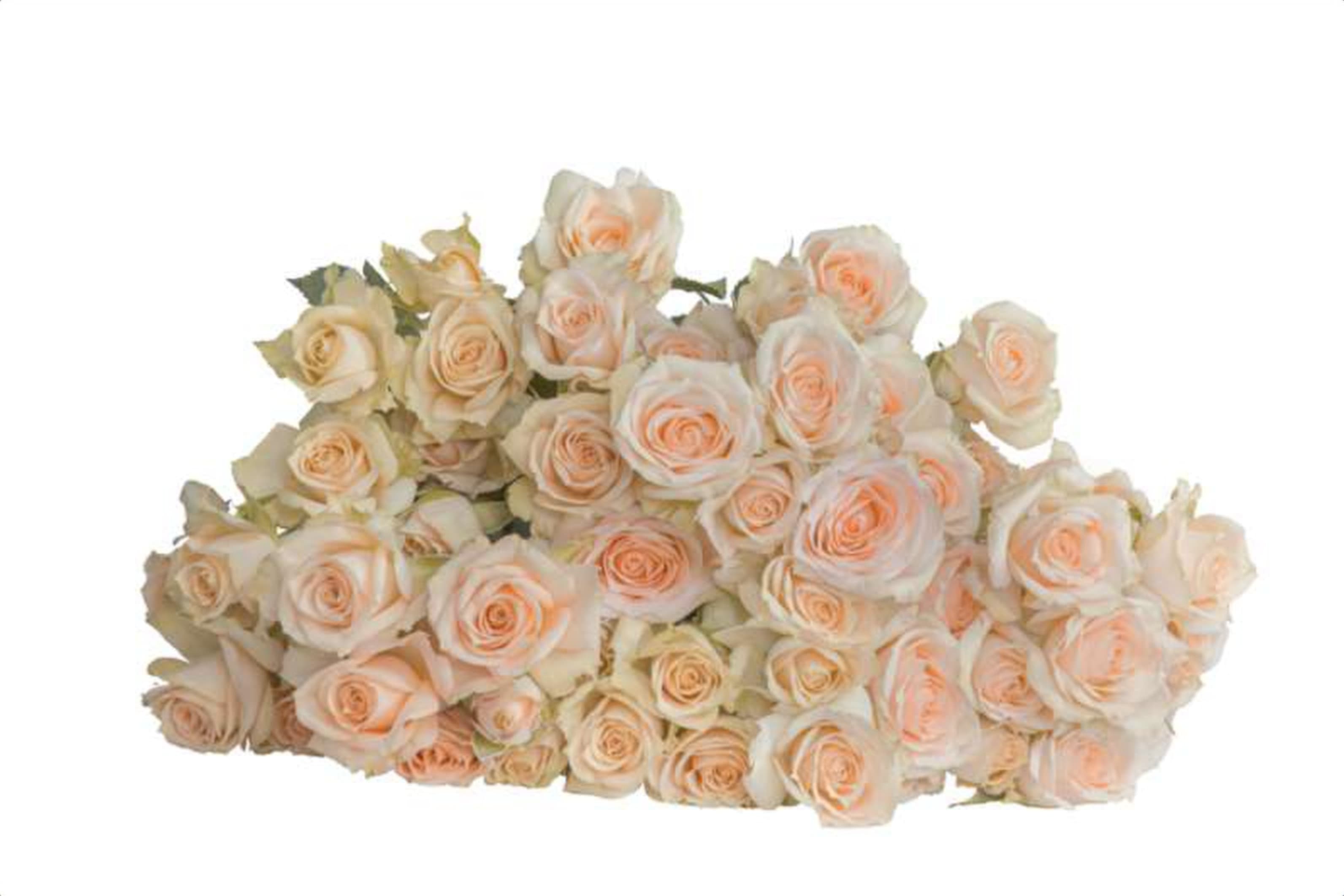 Trisha, a cream spray rose grown in Kenya for wholesale export