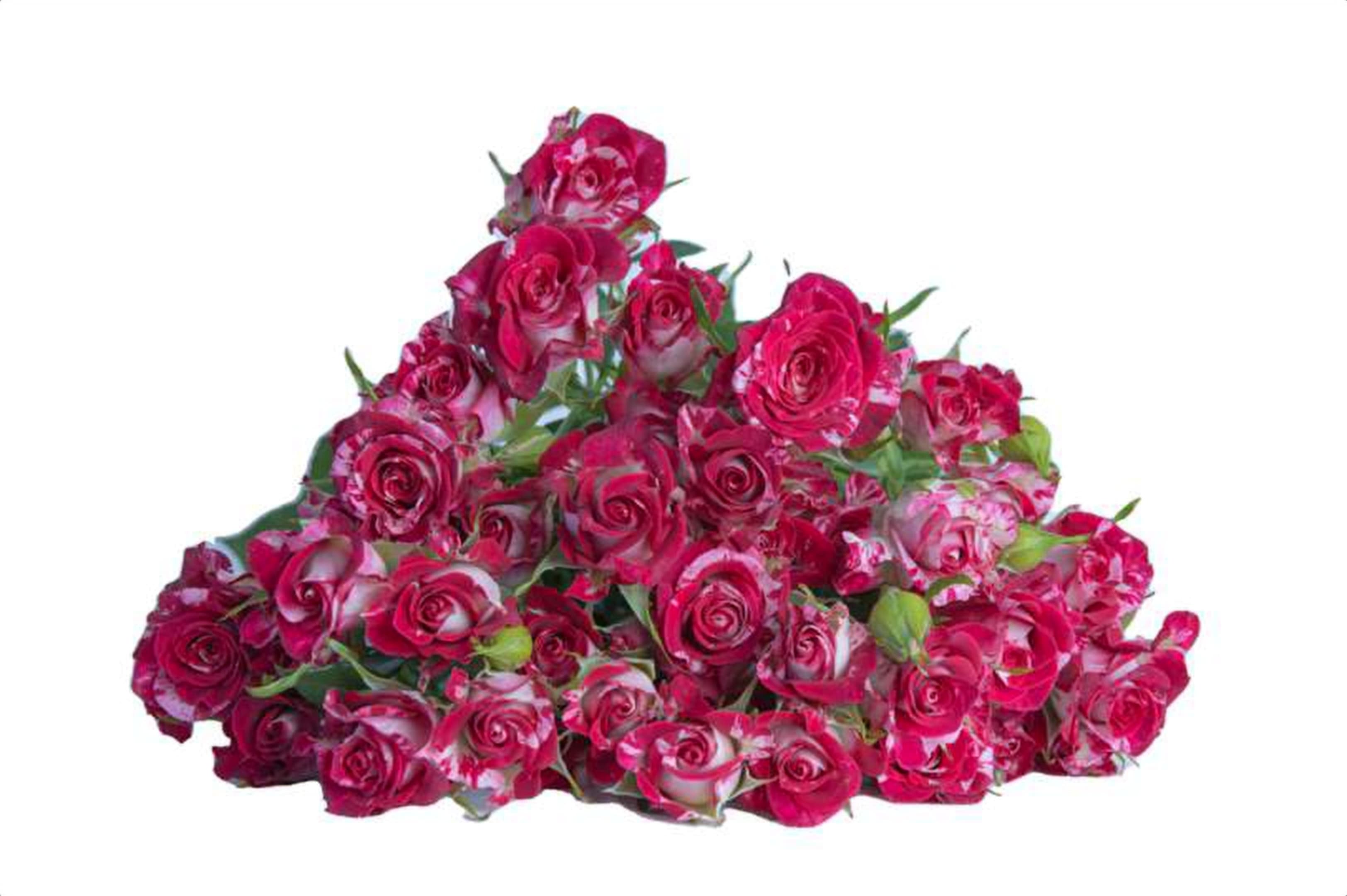 Twinkie Blossom, a bi color red spray rose grown in Kenya for wholesale export