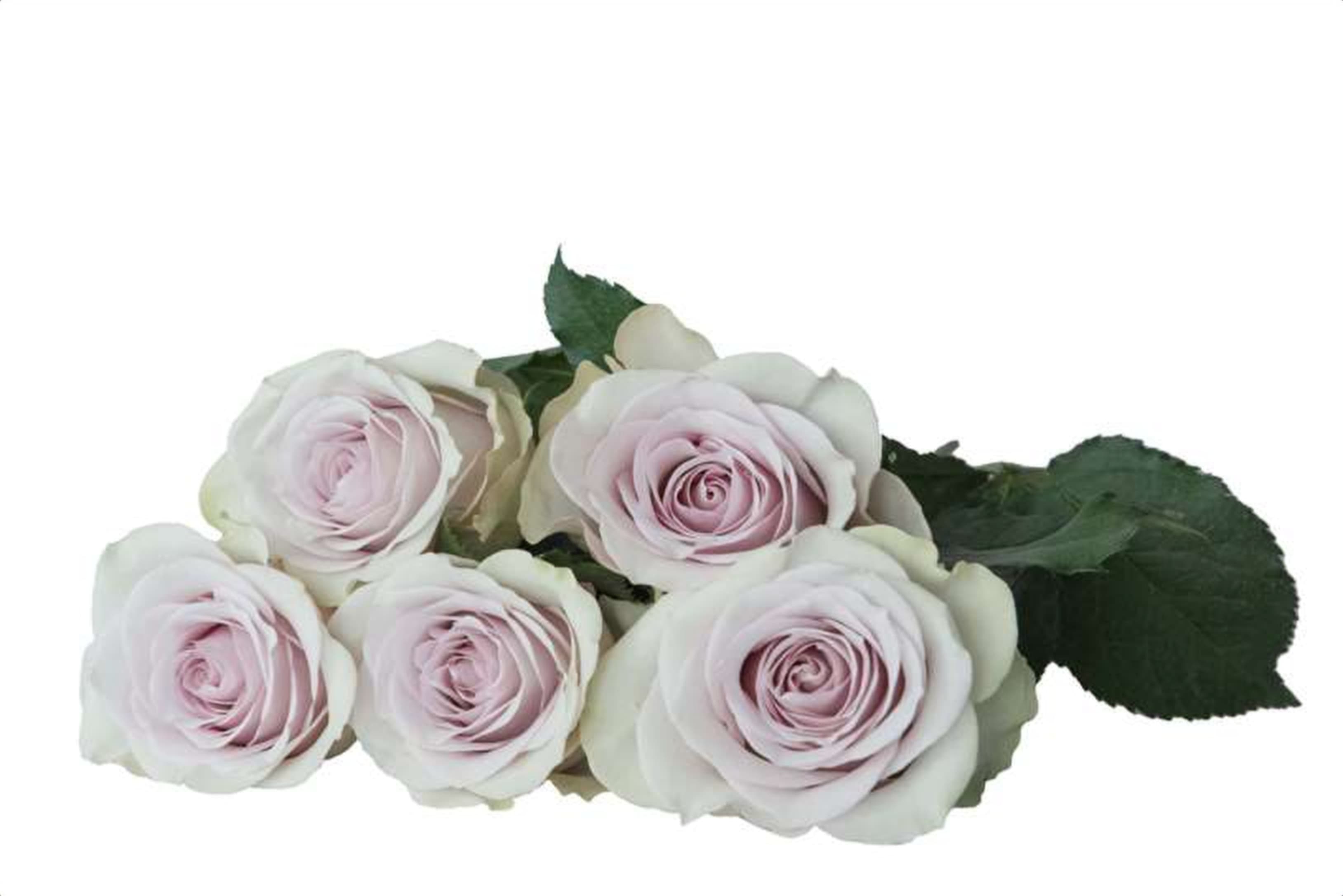 Vanquish, a lilac single-head rose grown in Kenya for wholesale export