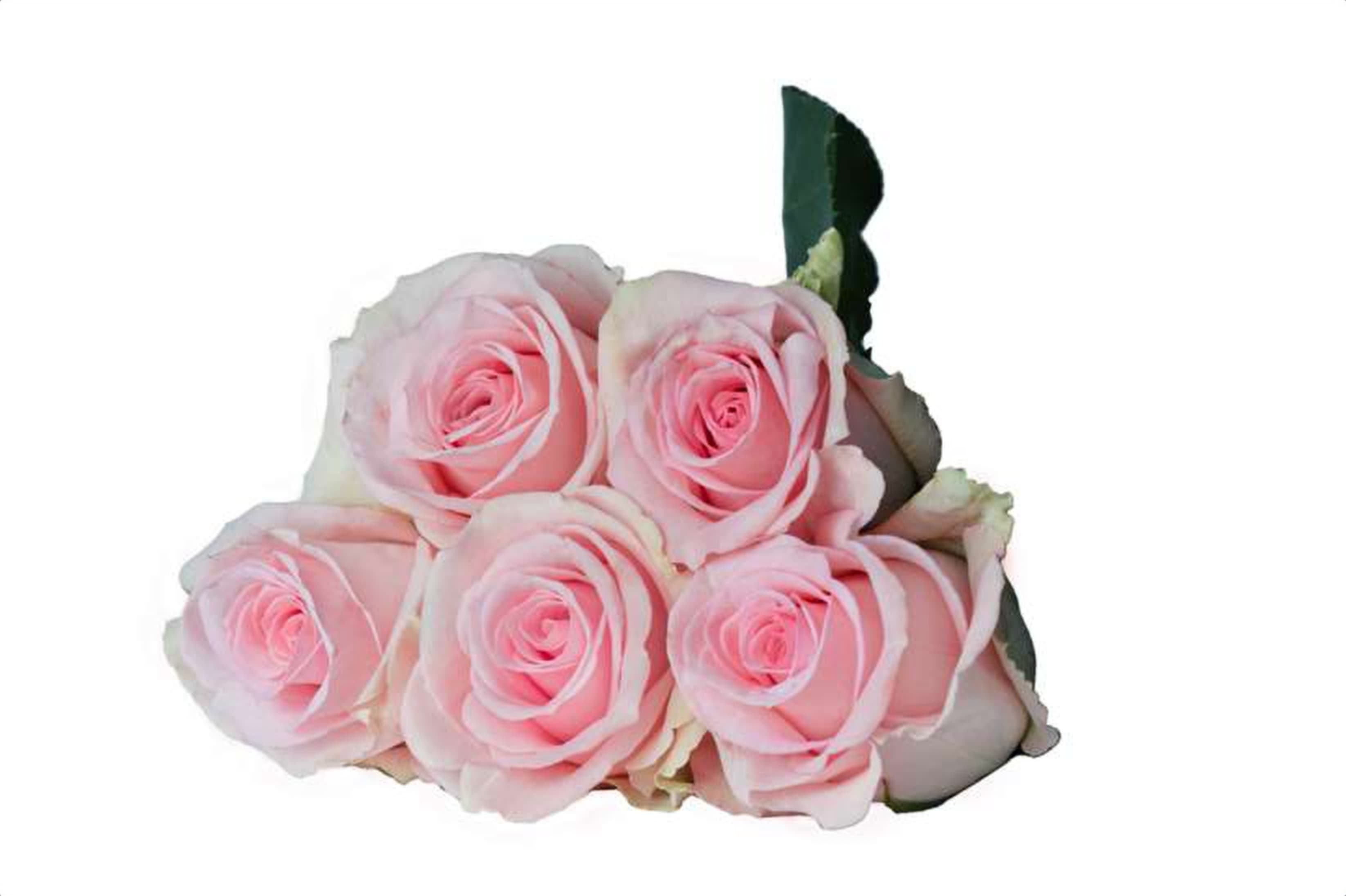 Vera, a pink single-head rose grown in Kenya for wholesale export