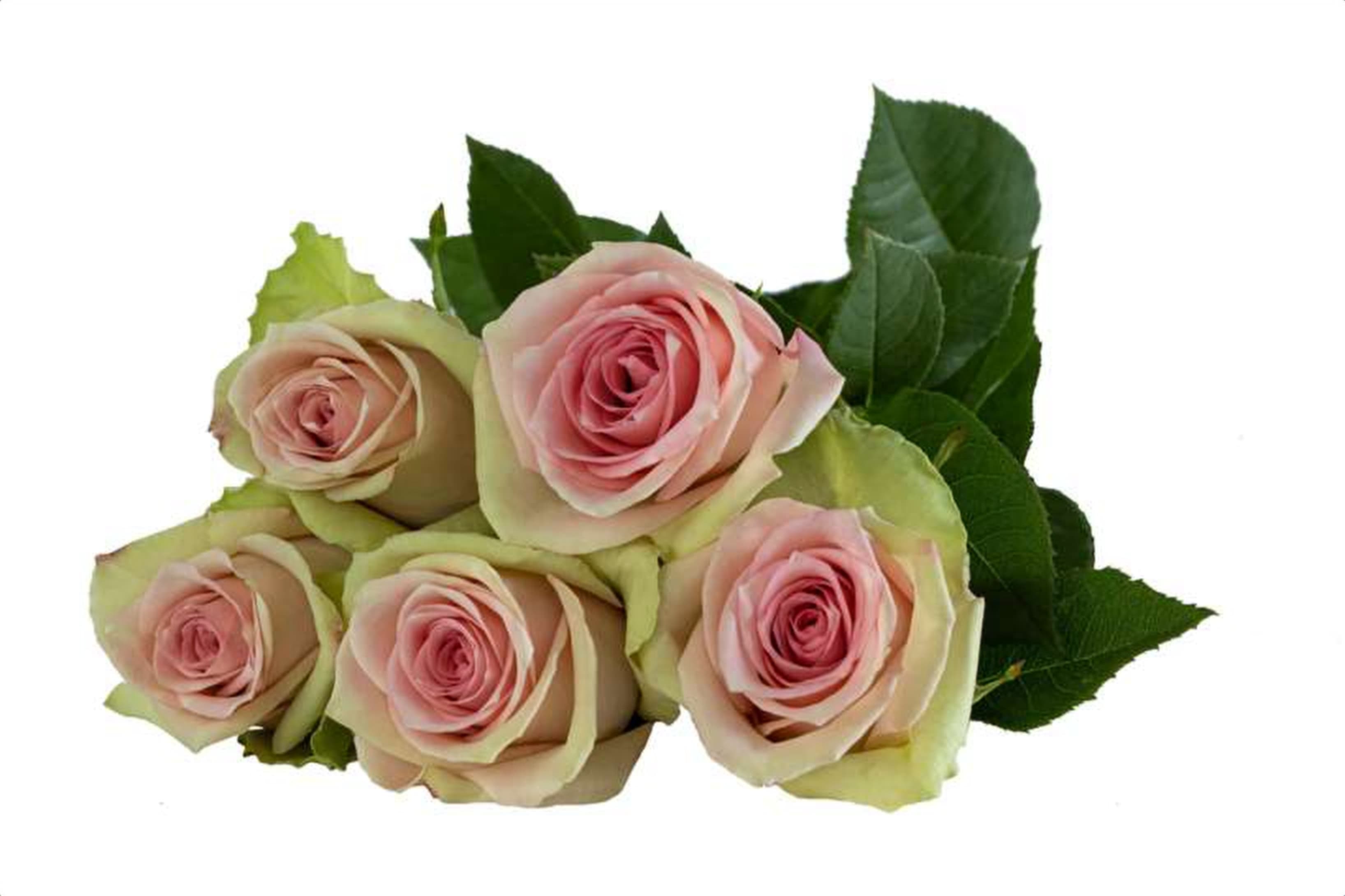 Vitara, a bi color green single-head rose grown in Kenya for wholesale export