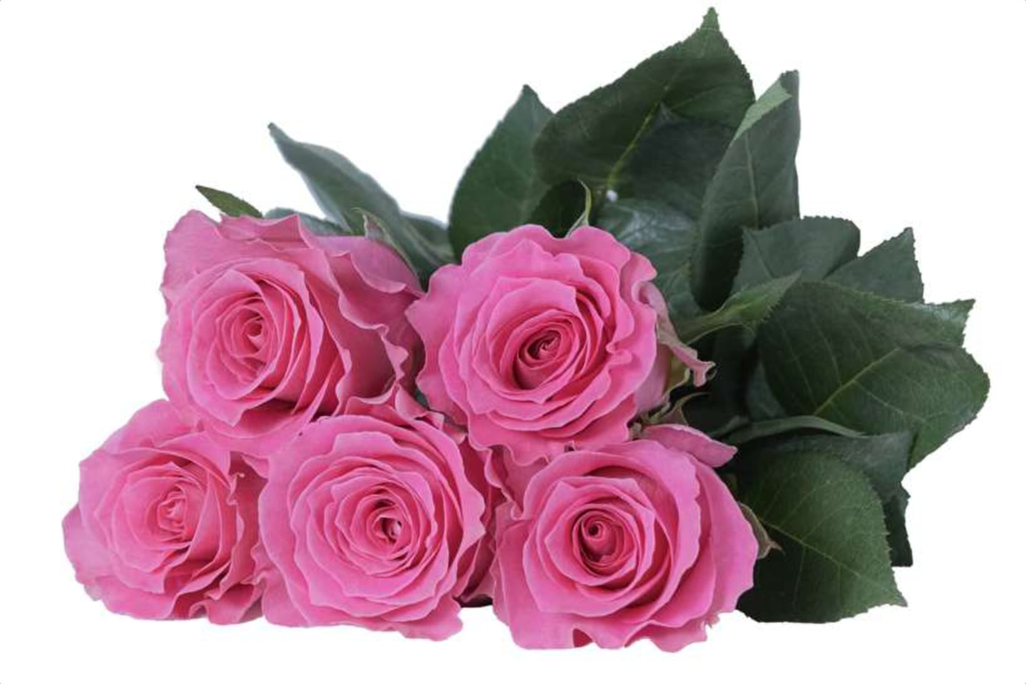 Water Game, a pink single-head rose grown in Kenya for wholesale export