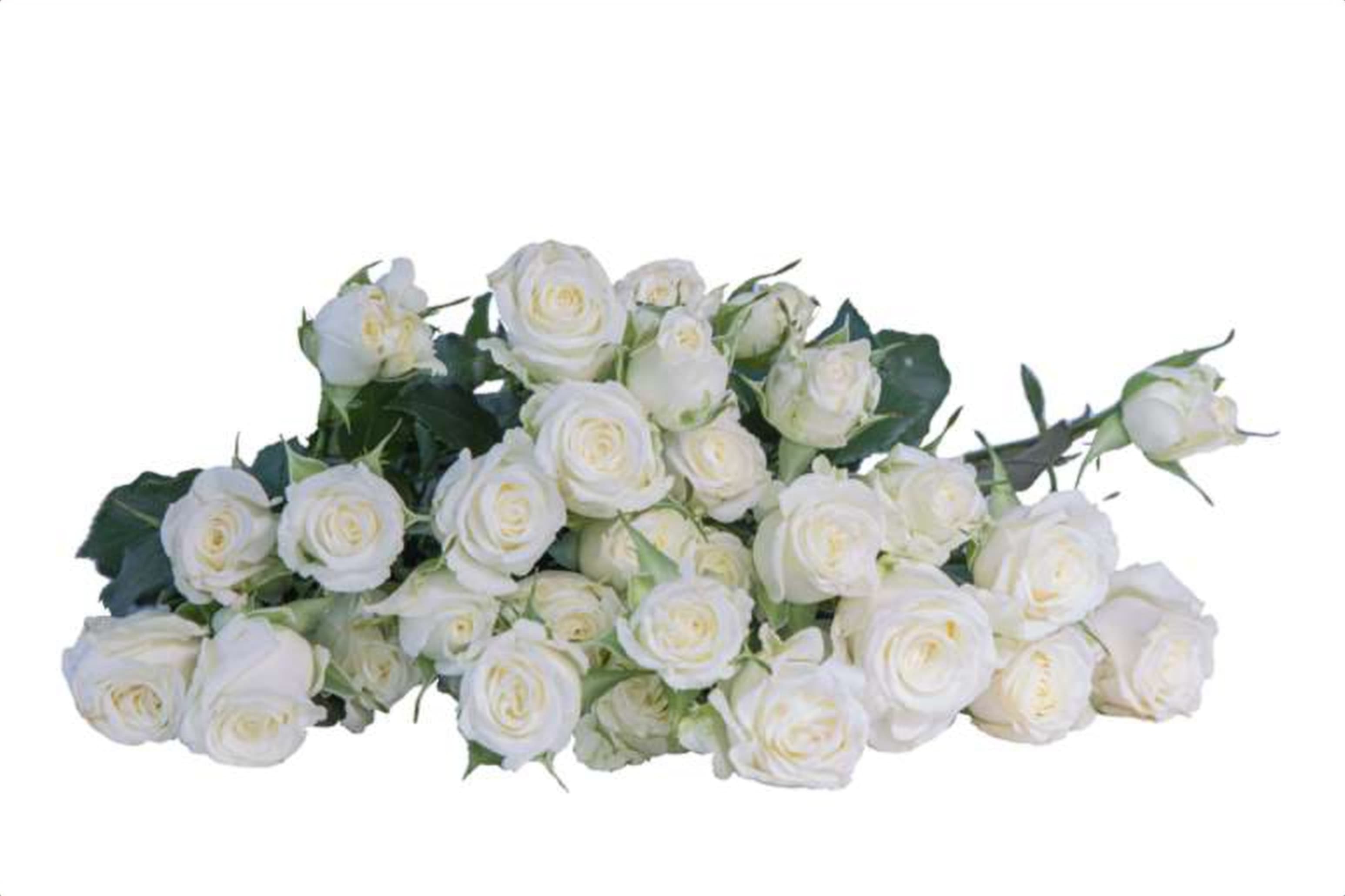 Wedding Party, a white spray rose grown in Kenya for wholesale export