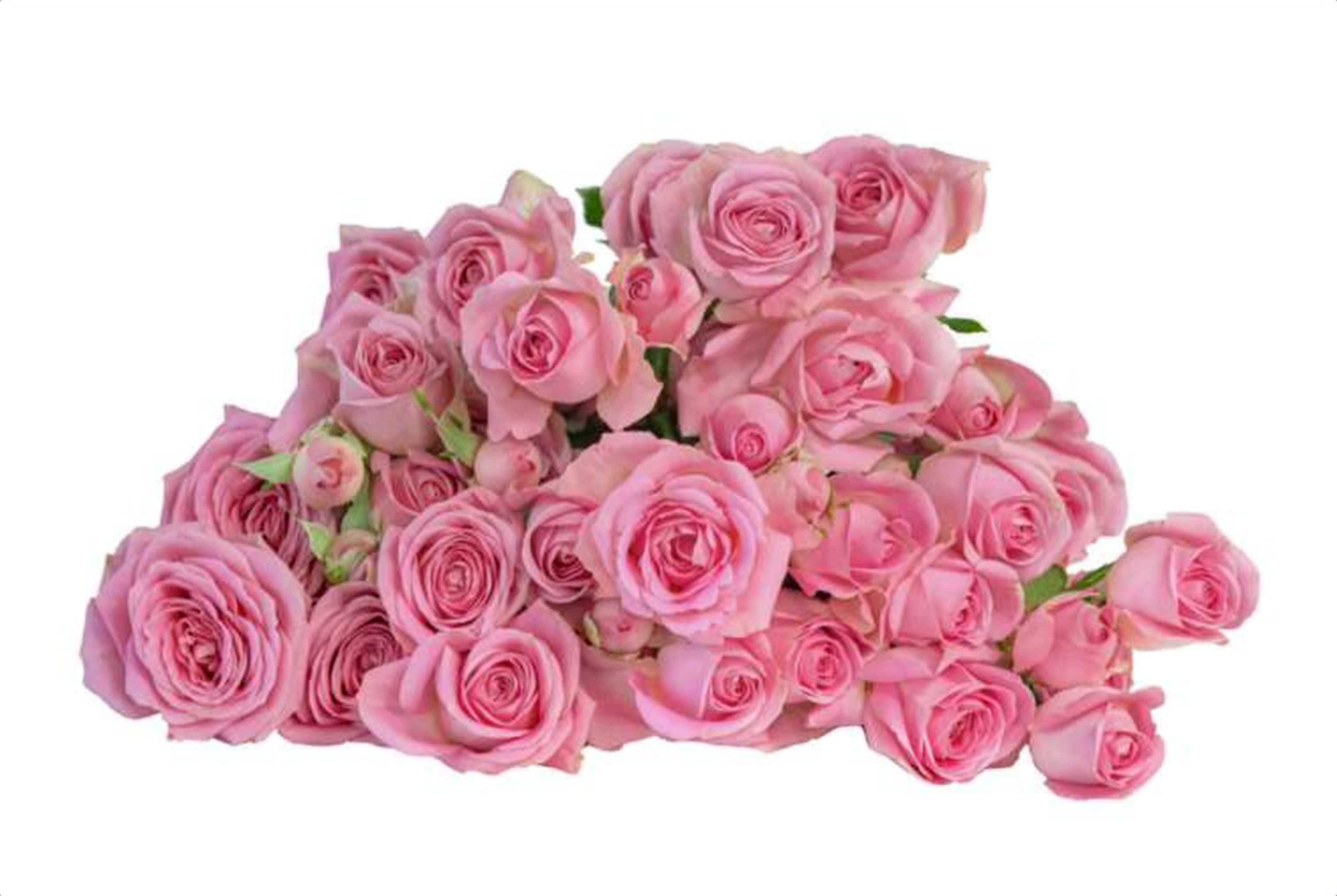 Wendy, a baby pink spray rose grown in Kenya for wholesale export