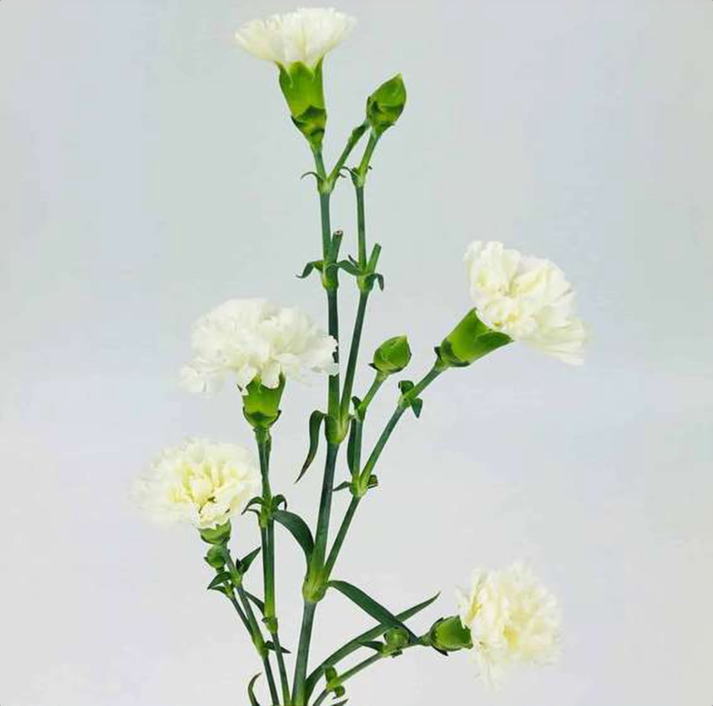 White Spray Carnation, a white spray carnation grown in Kenya for wholesale export