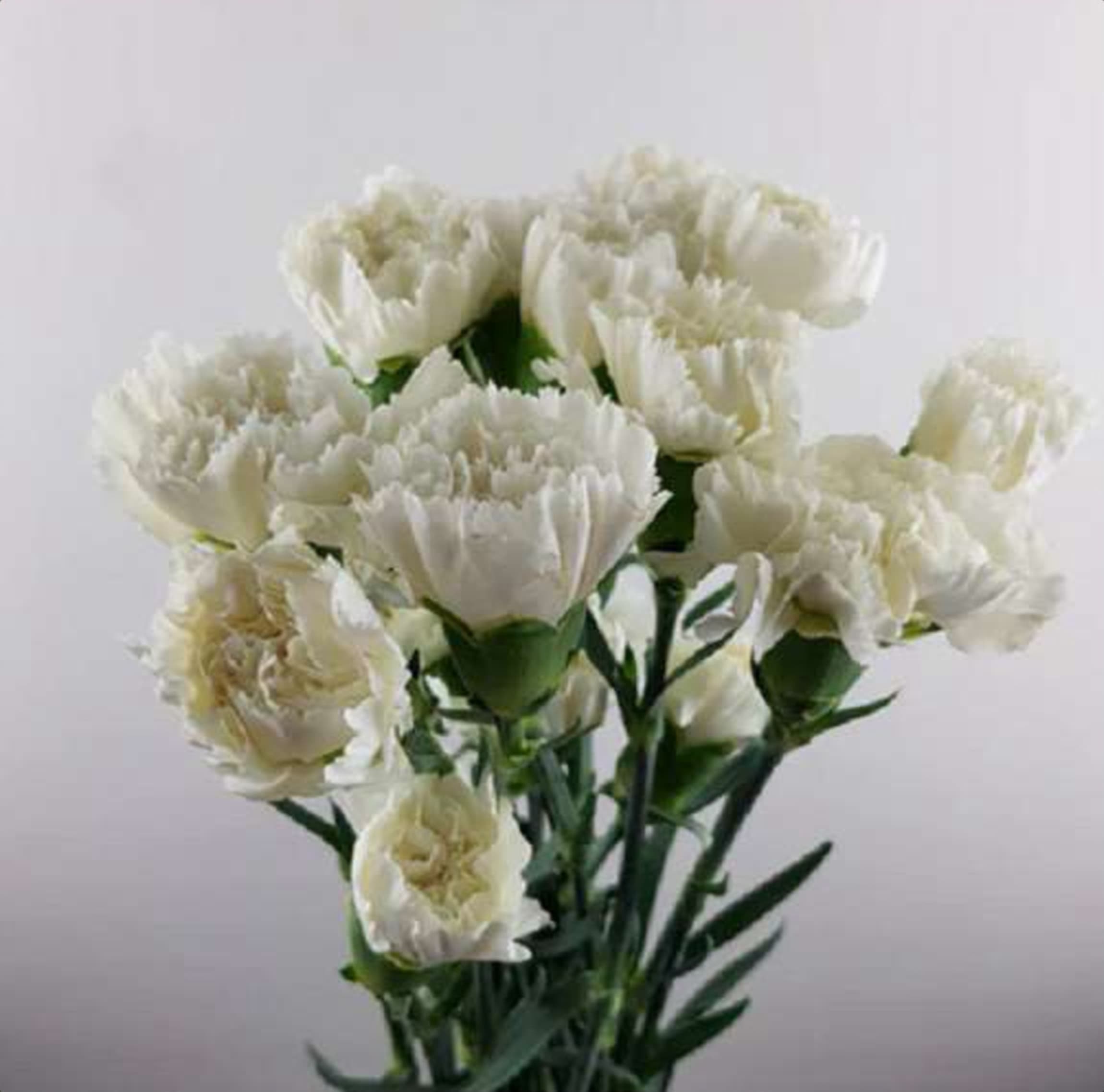 White Std Carnation, a white standard carnation grown in Kenya for wholesale export