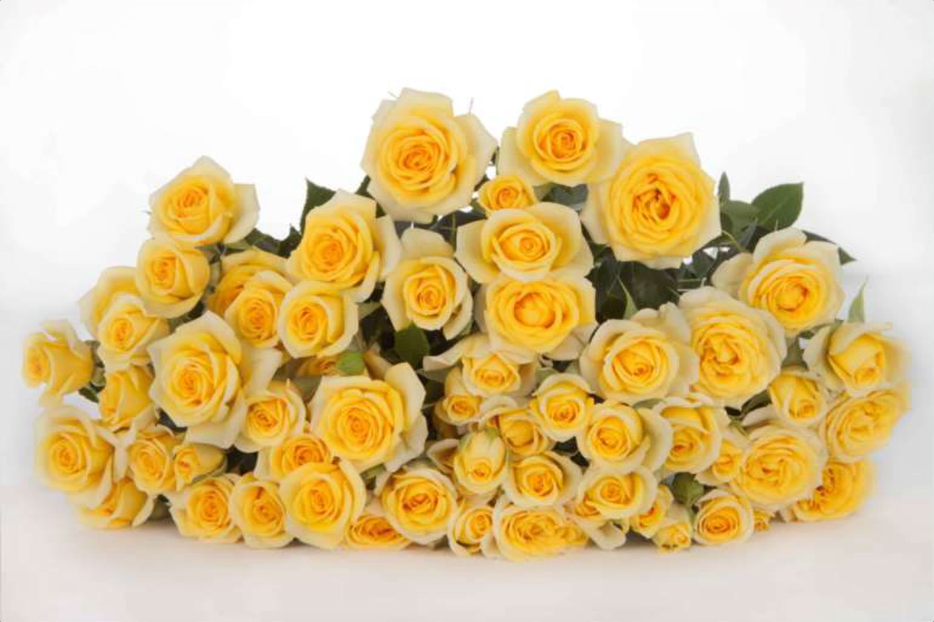 Yellow Babe, a yellow spray rose grown in Kenya for wholesale export