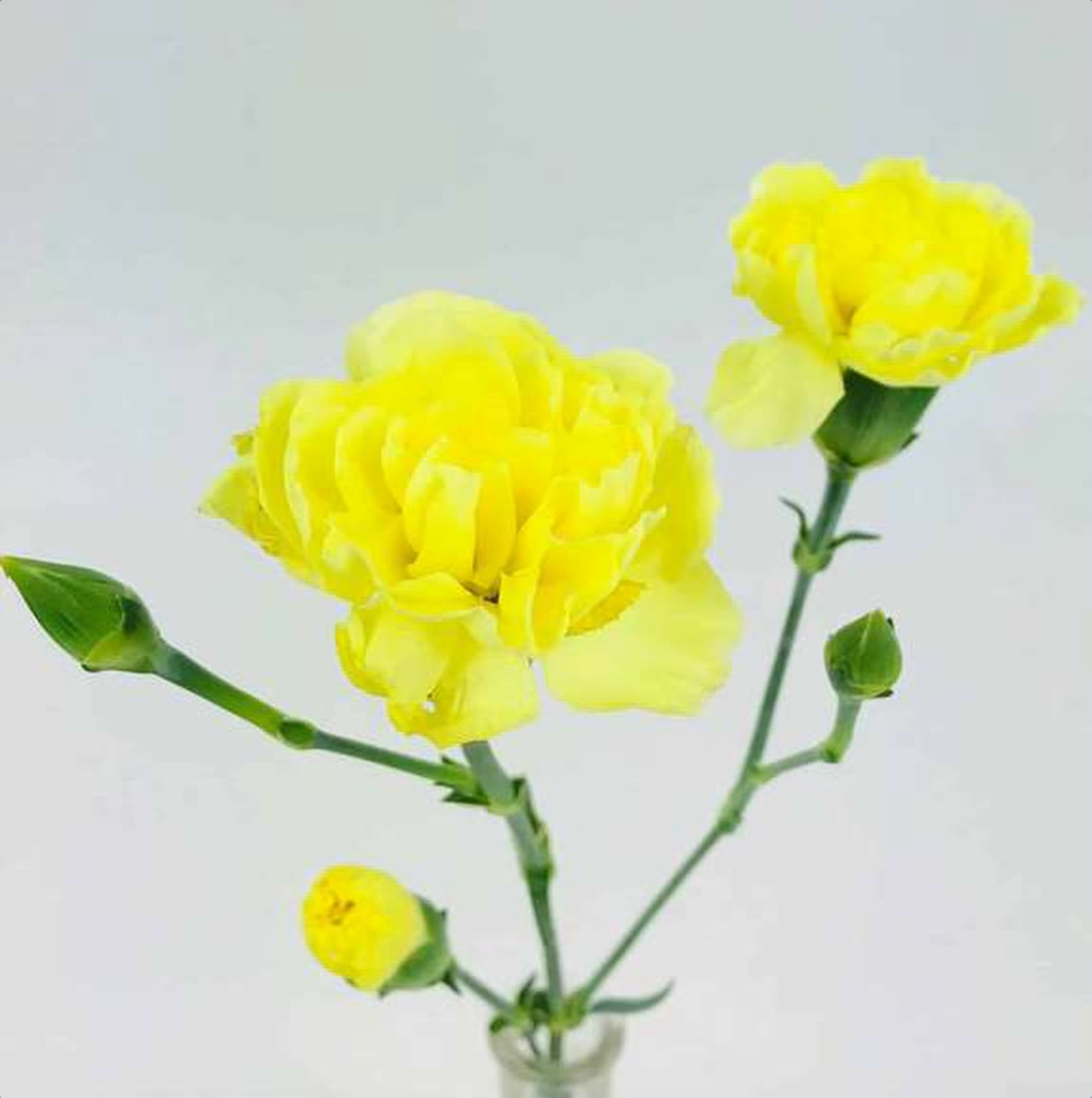 Yellow Spray Carnation, a yellow spray carnation grown in Kenya for wholesale export