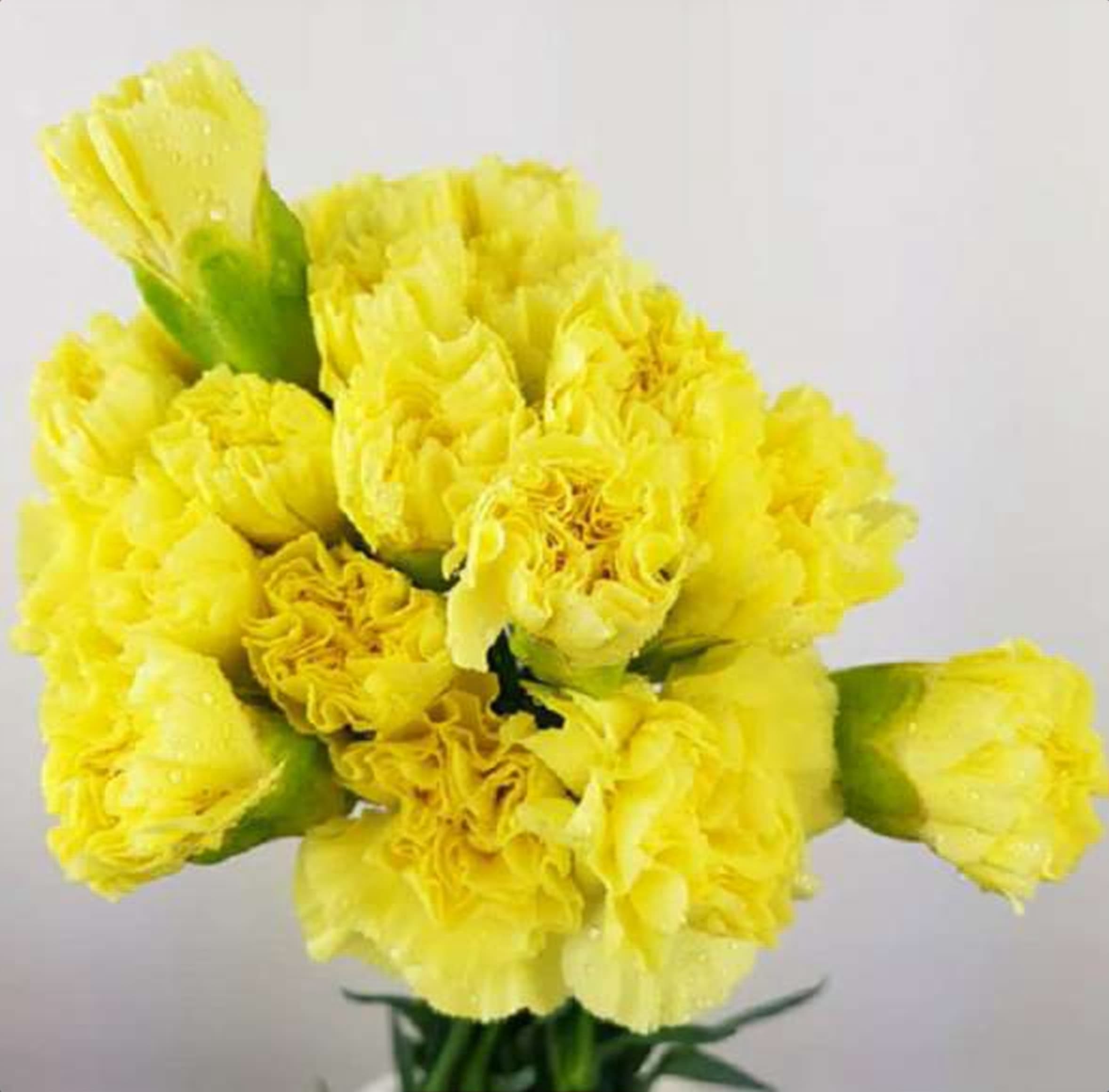 Yellow Std Carnation, a yellow standard carnation grown in Kenya for wholesale export