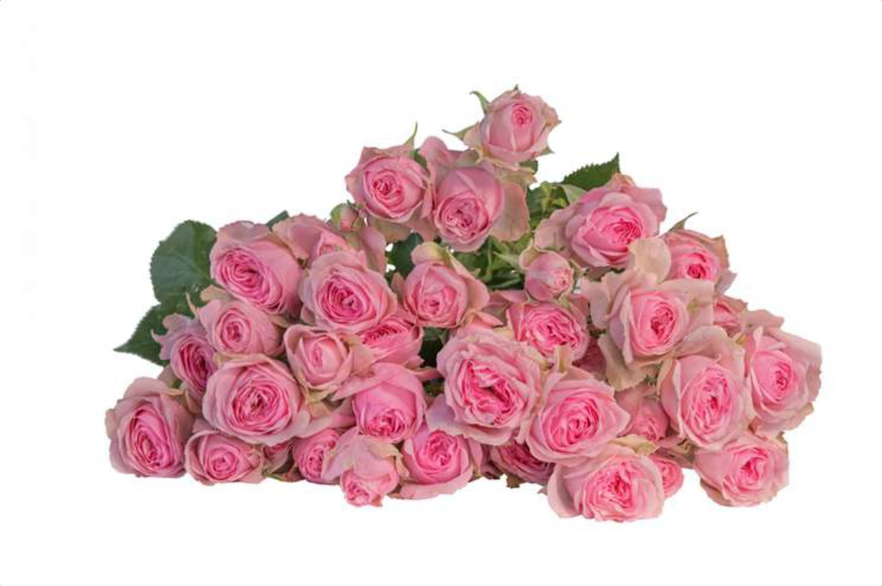 Yvette, a baby pink spray rose grown in Kenya for wholesale export