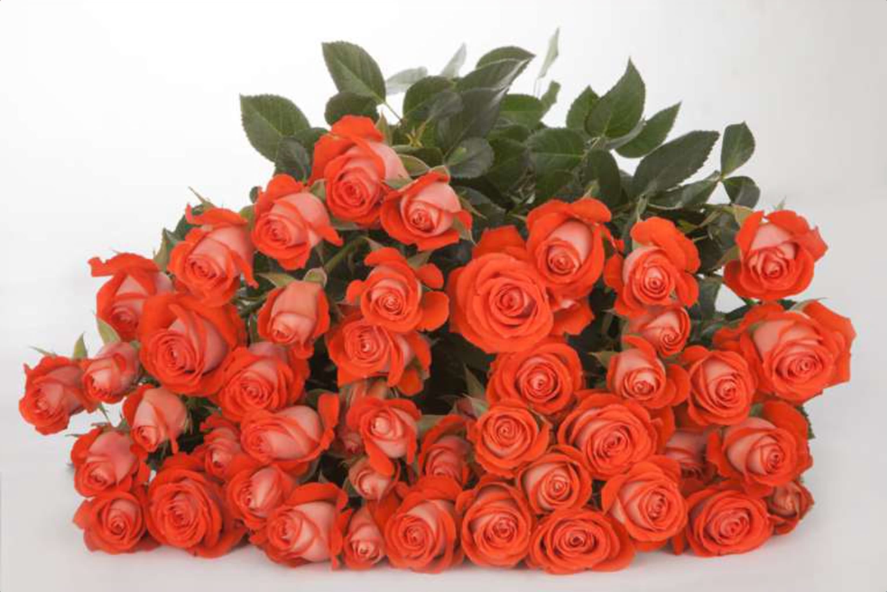 Zadique, an orange spray rose grown in Kenya for wholesale export