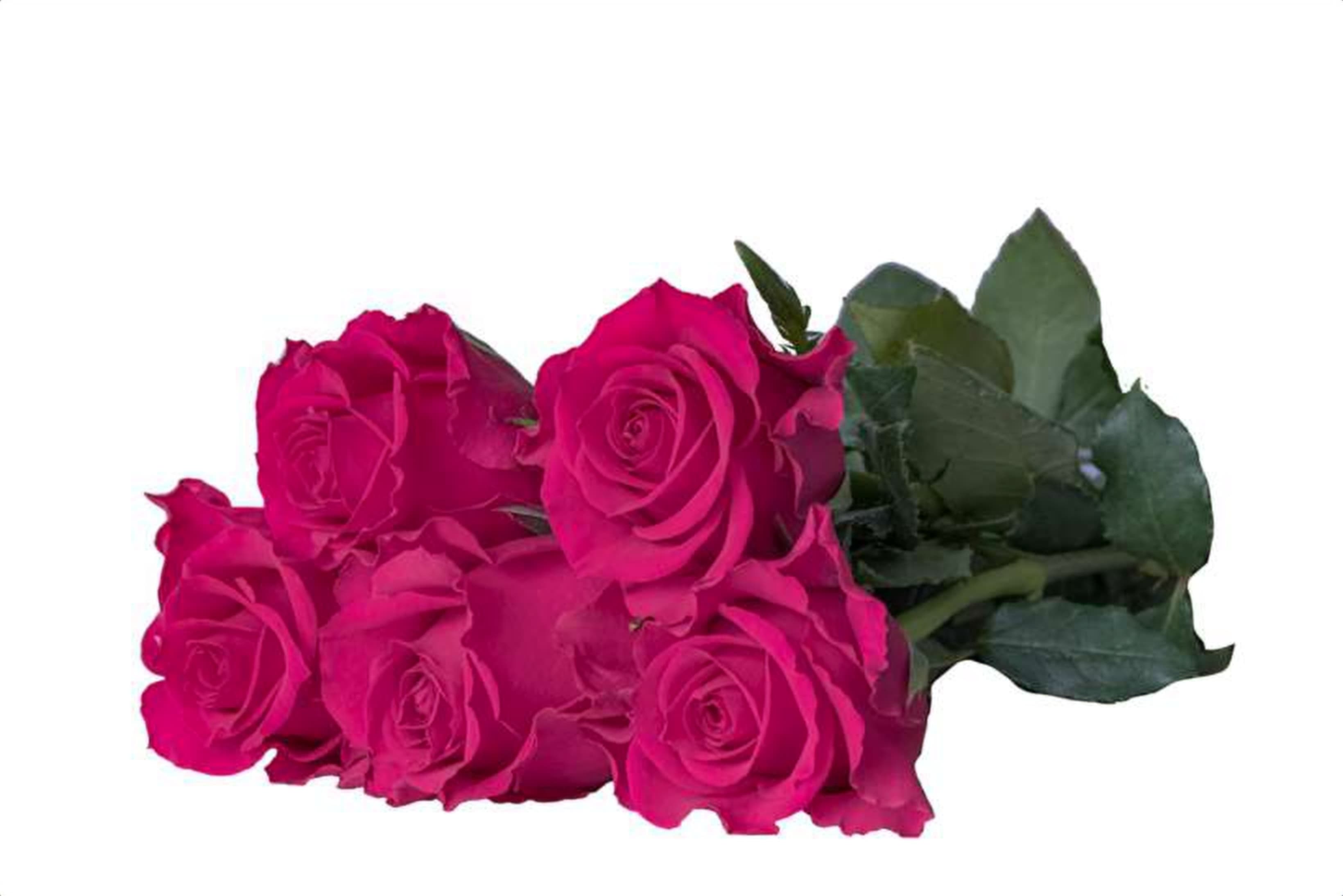 Zenta, a pink single-head rose grown in Kenya for wholesale export
